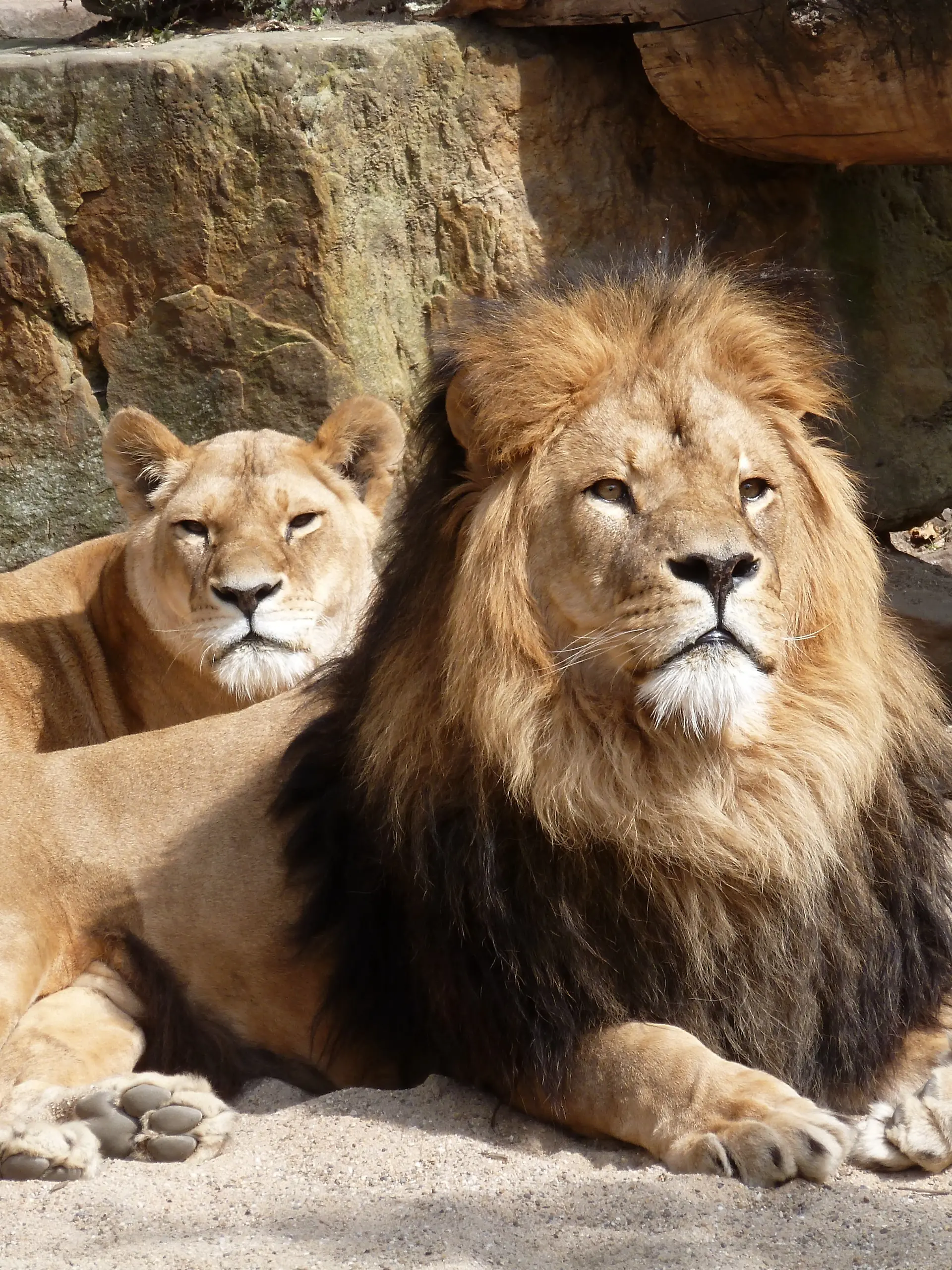 Löwen, Zoo Gehege