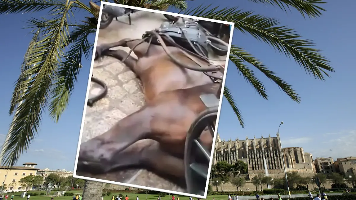 Pferd bricht in Palma zusammen - Kutschen-Passagiere bleiben einfach sitzen