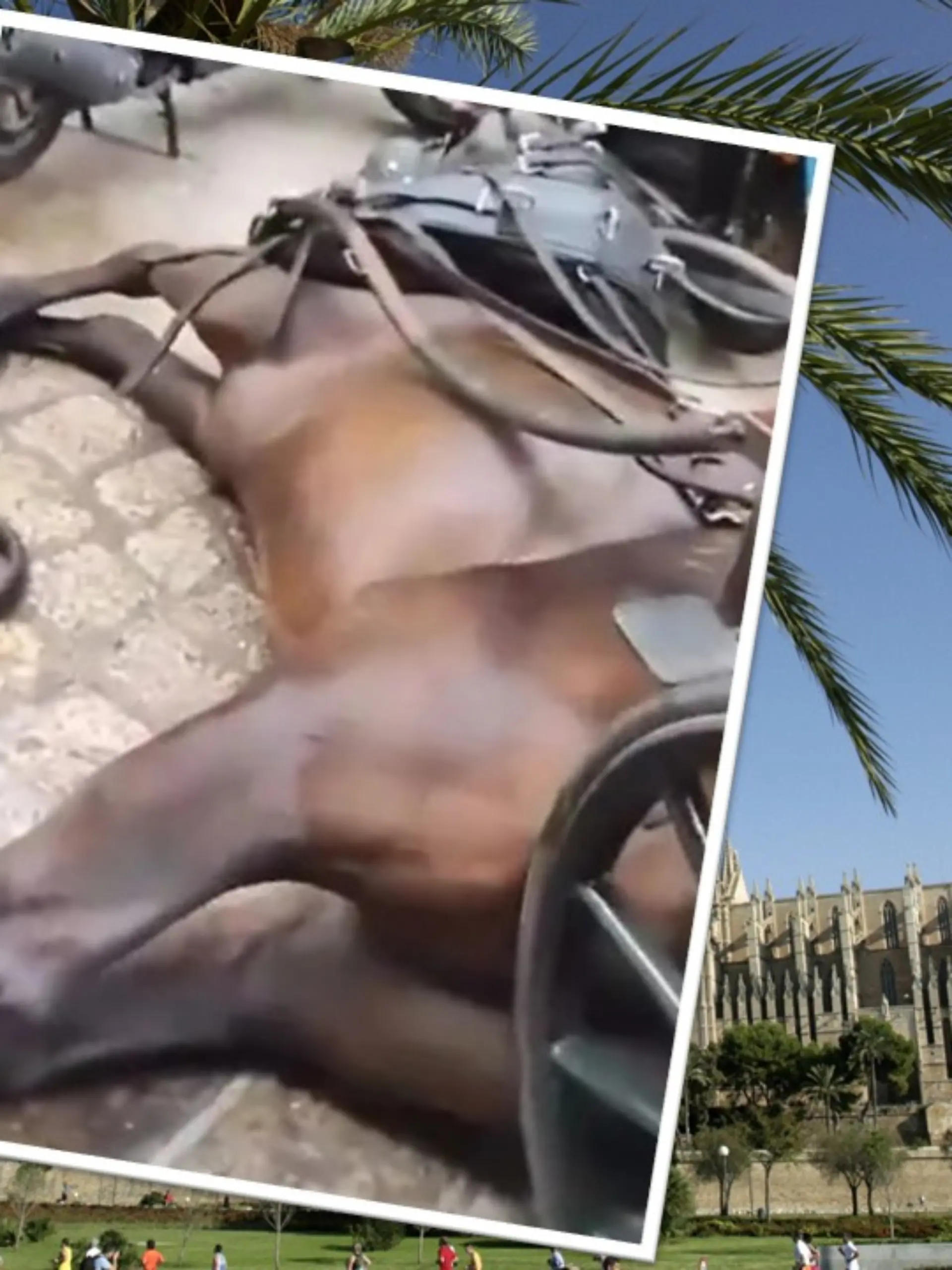 Pferd bricht in Palma zusammen - Kutschen-Passagiere bleiben einfach sitzen