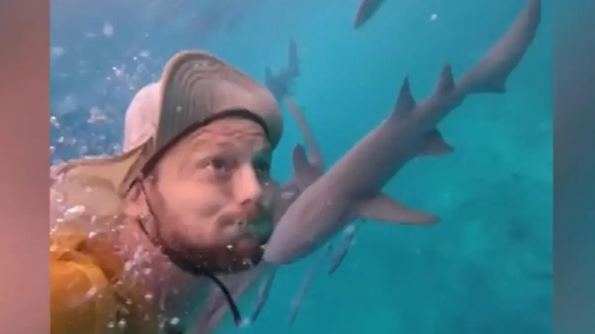 Sein Hai-light des Tages? Surfer stürzt von Brett - und landet in Raubfisch-Schwarm Keine perfekte Welle