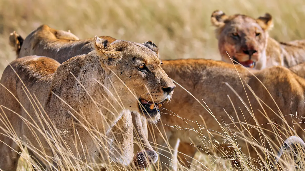 Ein Löwenrudel im Etosha-Nationalpark in Namibia