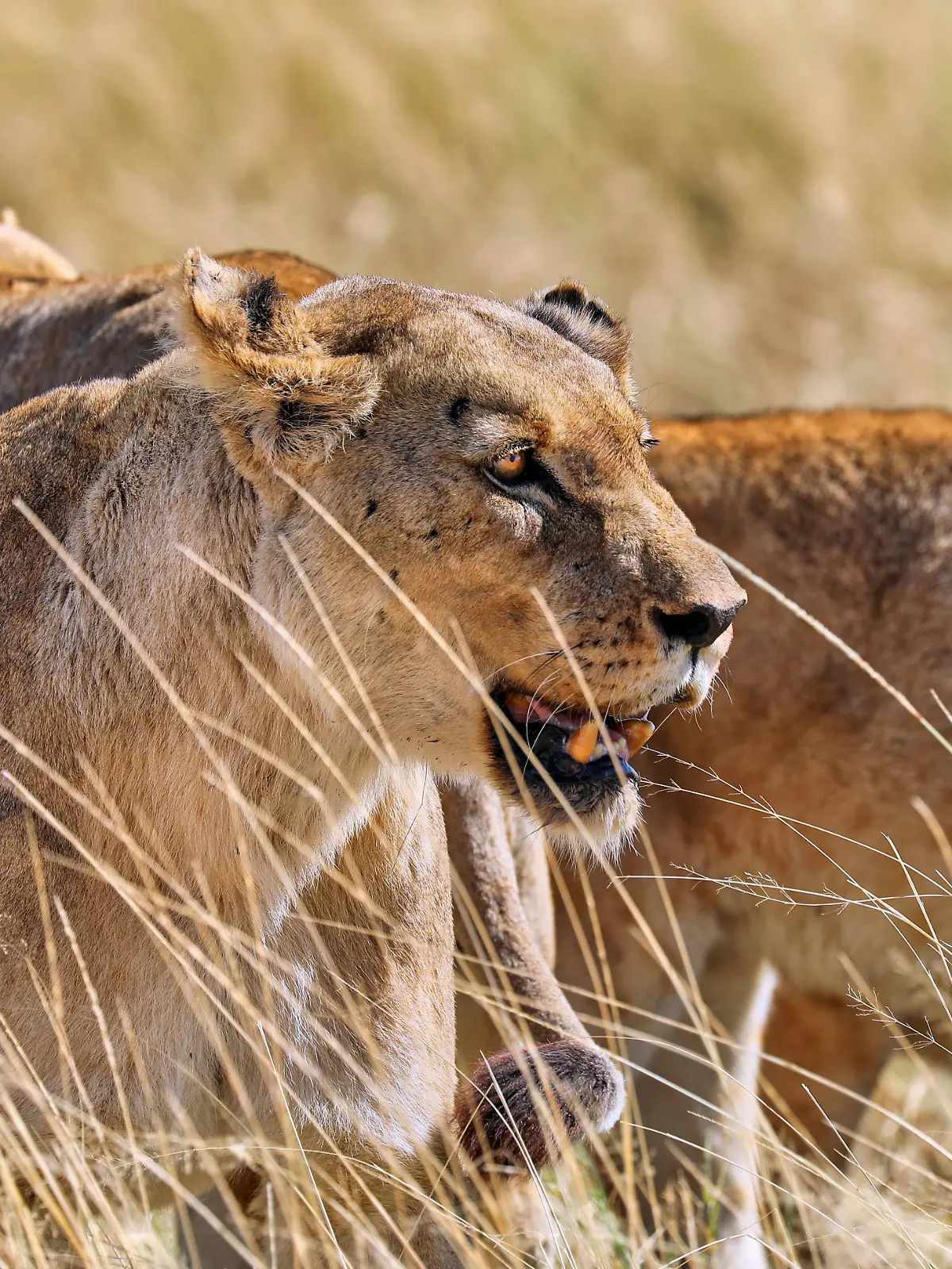 Ein Löwenrudel im Etosha-Nationalpark in Namibia