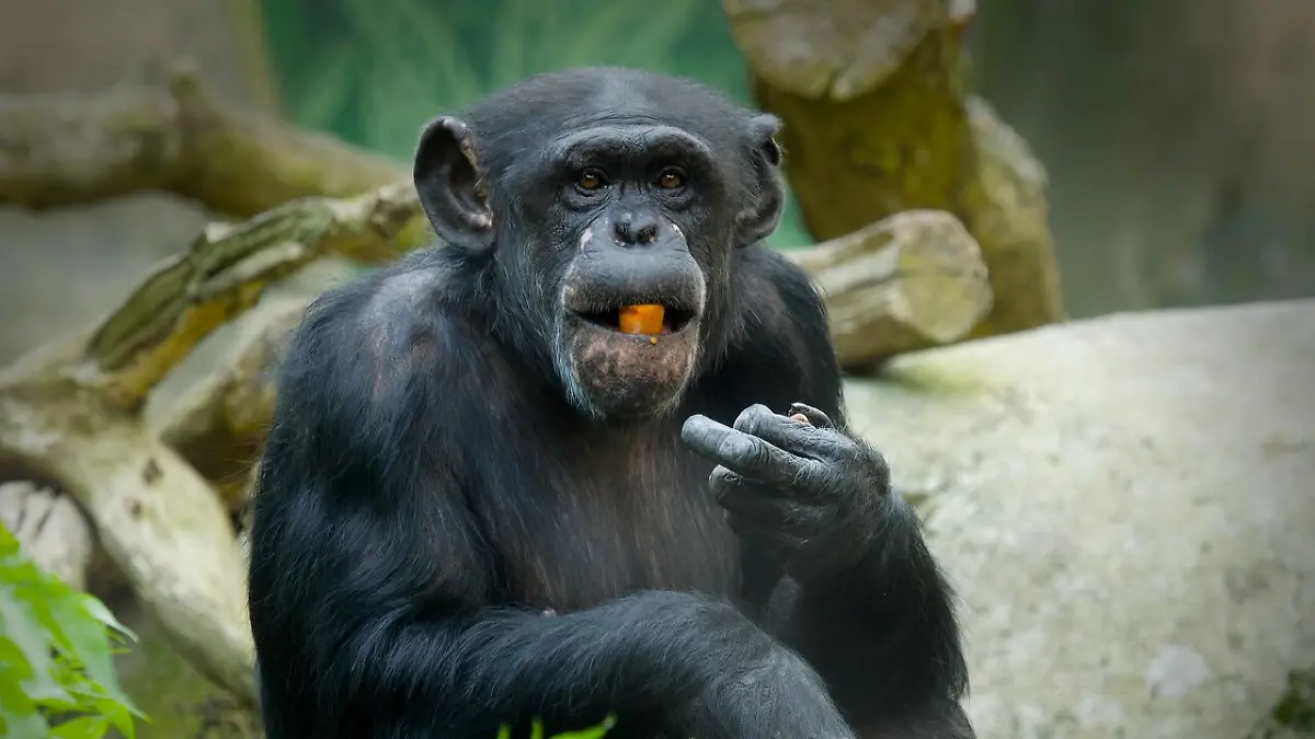 Schimpansen-Mama Lizzy brachte im Zoo am Meer in Bremerhaven ein Jungtier zur Welt – doch es musste eingeschläfert werden.