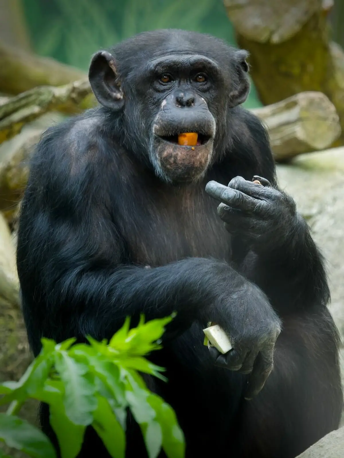 Schimpansen-Mama Lizzy brachte im Zoo am Meer in Bremerhaven ein Jungtier zur Welt – doch es musste eingeschläfert werden.