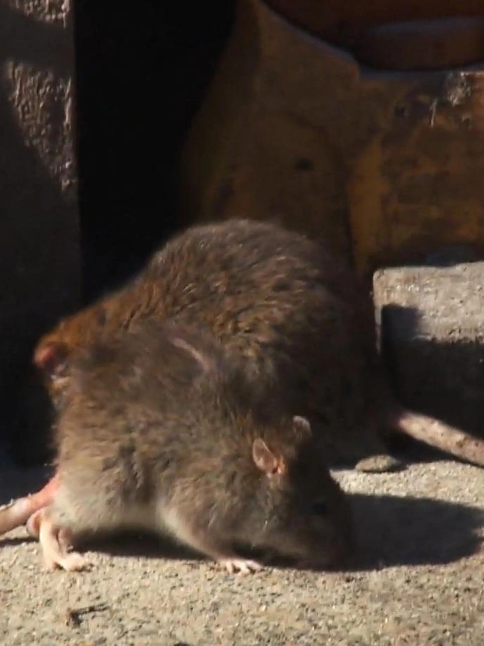 Rund 700 der unbeliebten Nagetiere terrorisieren bereits seit Jahren eine Wohnsiedlung in Bleichenbach in Hessen. Die Menschen leiden und der Mann, bei dem die Ratten quasi wohnen, ist sich keiner Schuld bewusst. Wir haben nochmal  nachgehört und wollten wissen, wie die Lage aktuell aussieht.