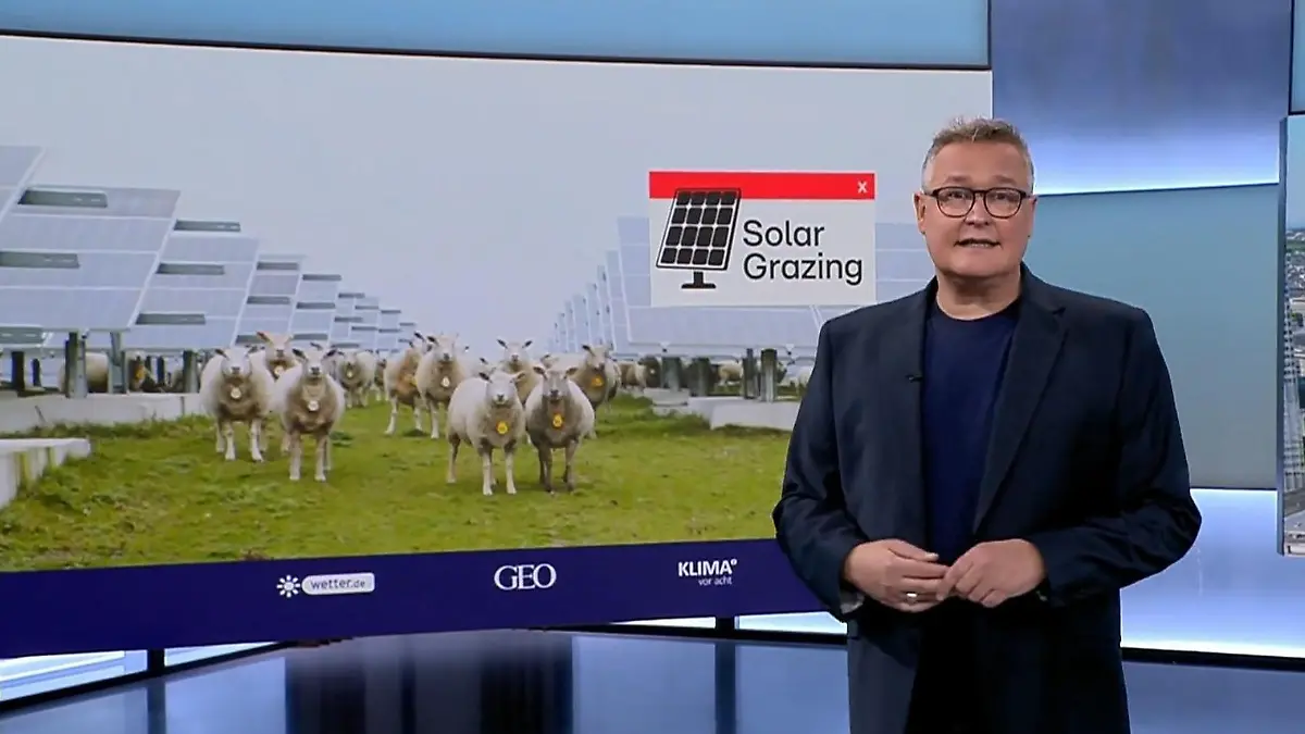 Wie Schafe und Kühe mit Photovoltaik zusammenpassen Die drei top Vorteile von Solar Grazing