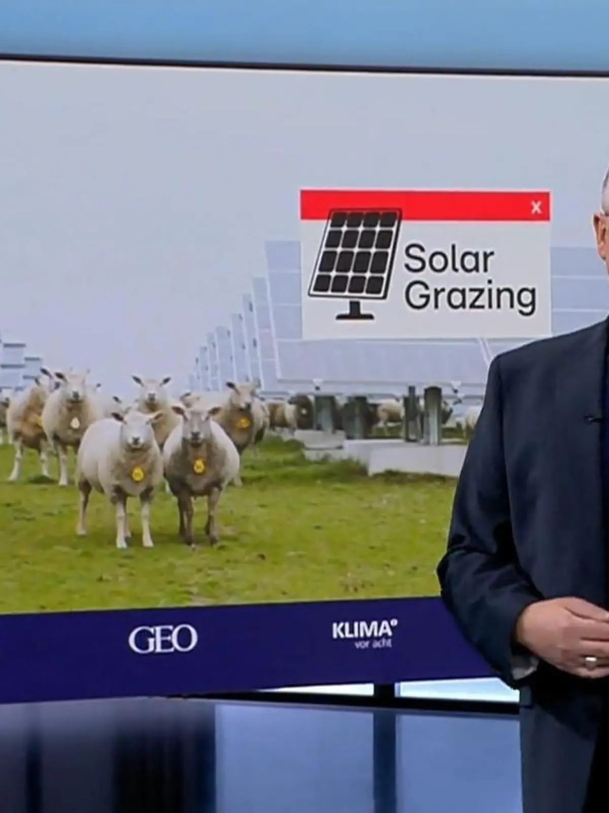 Bild zu: "Wie Schafe und Kühe mit Photovoltaik zusammenpassen"