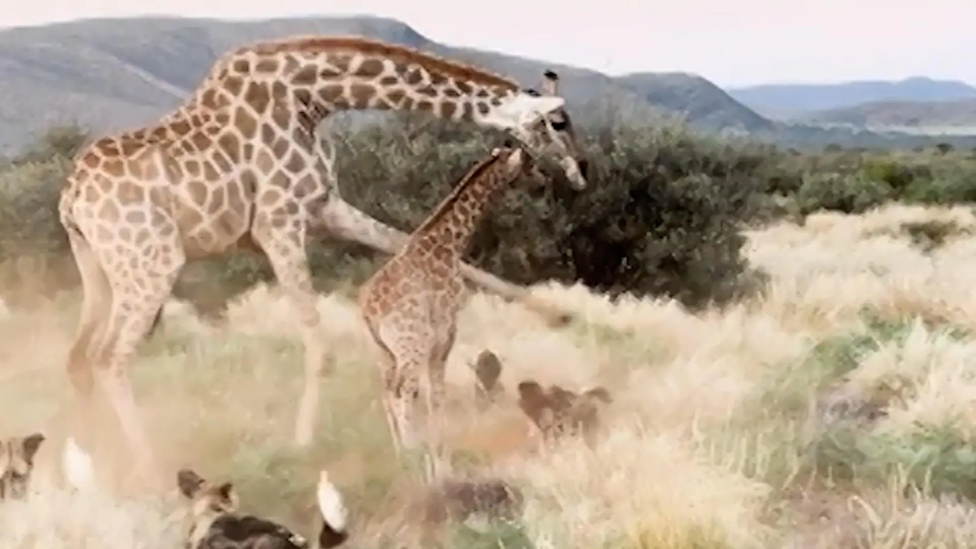 Leg dich nicht mit Mama an! Giraffe schwingt Hufe – um ihr Kind zu beschützen Von Wildhunden umzingelt