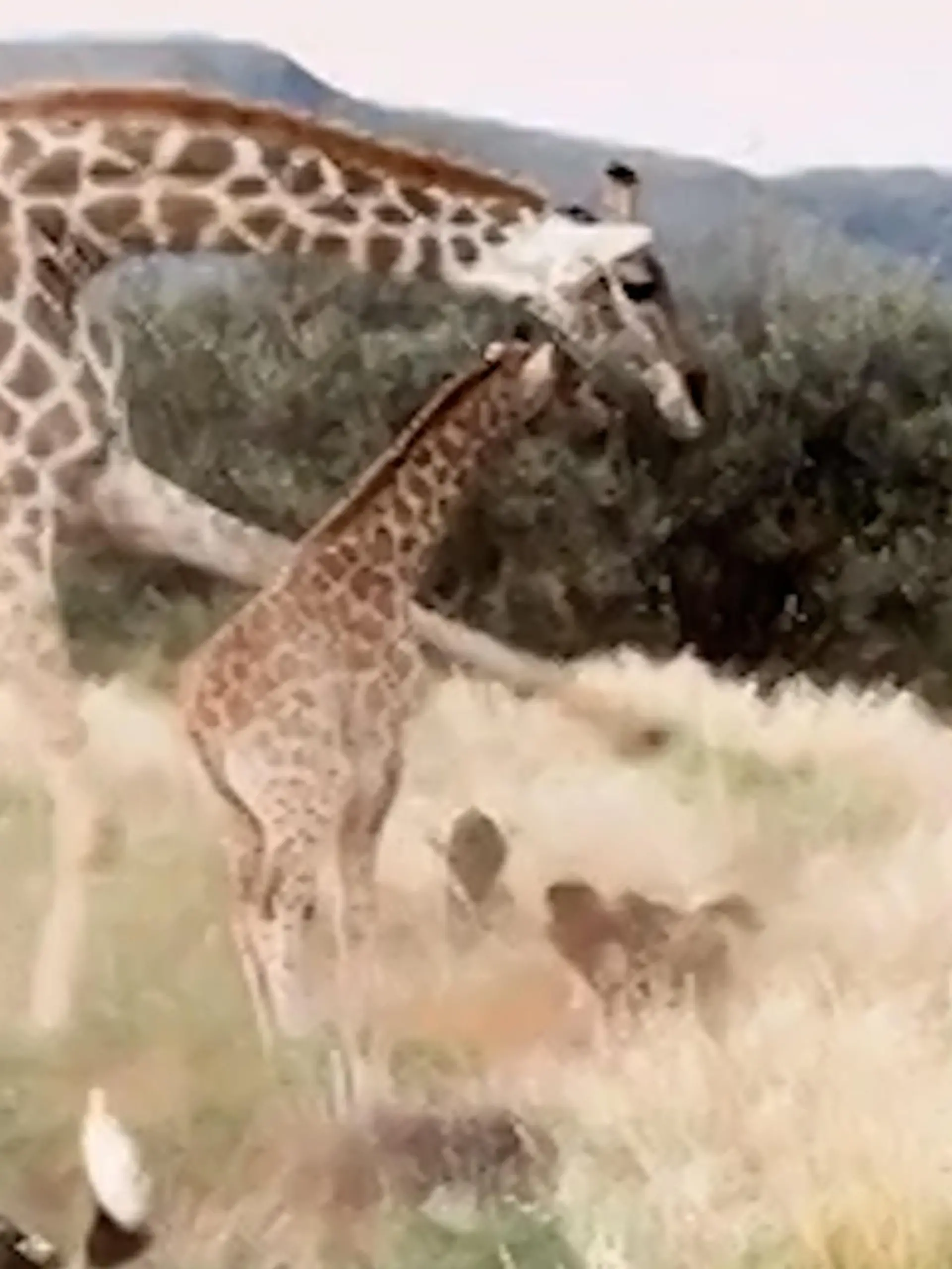 Leg dich nicht mit Mama an! Giraffe schwingt Hufe – um ihr Kind zu beschützen