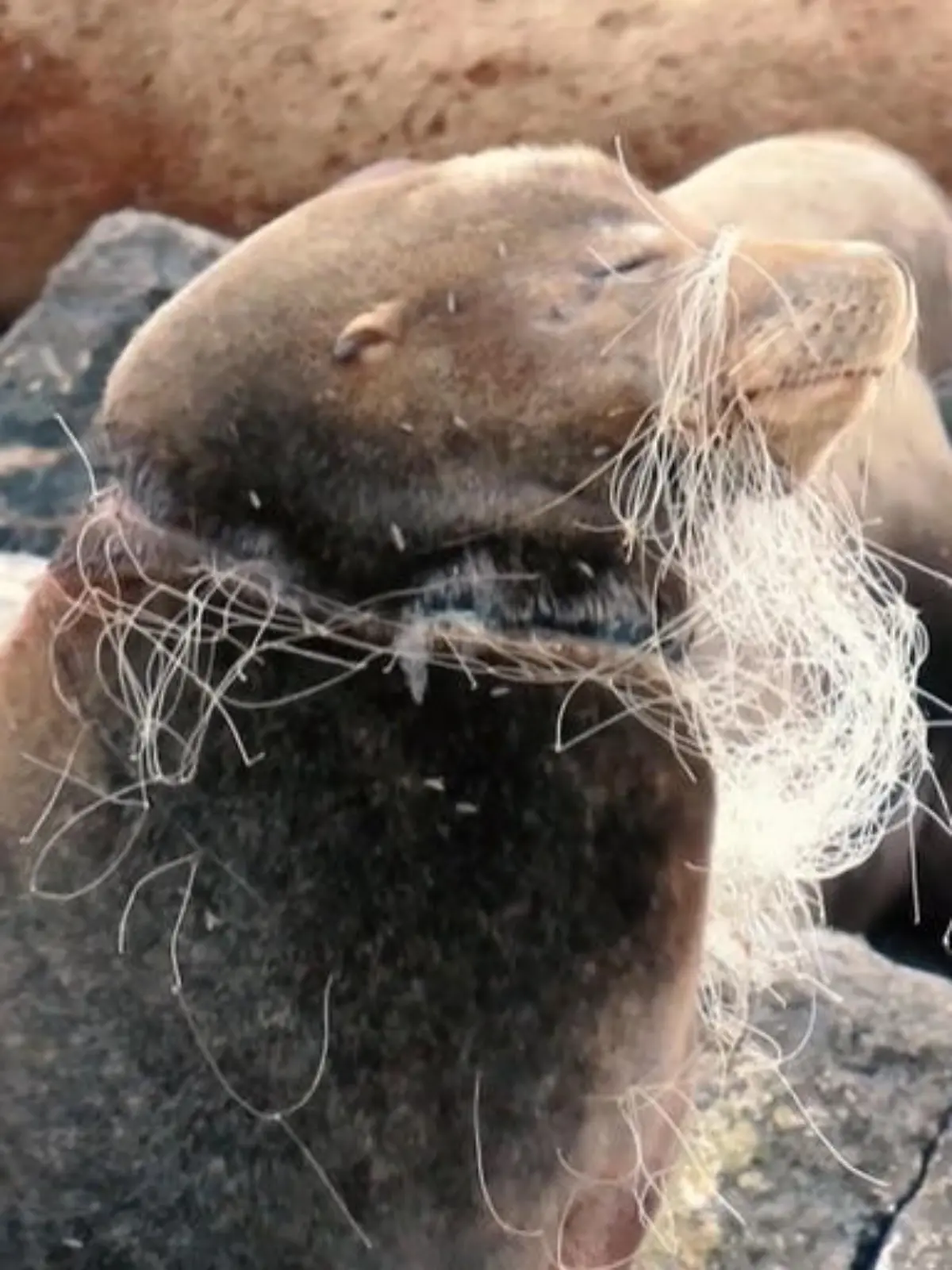 Bild zu: "Die Mission von Emily Johnson zur Rettung von Robben und Otter"