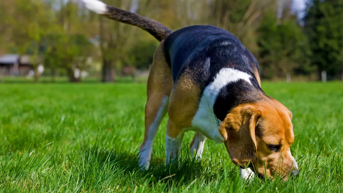 Hund schnüffelt im Gras.