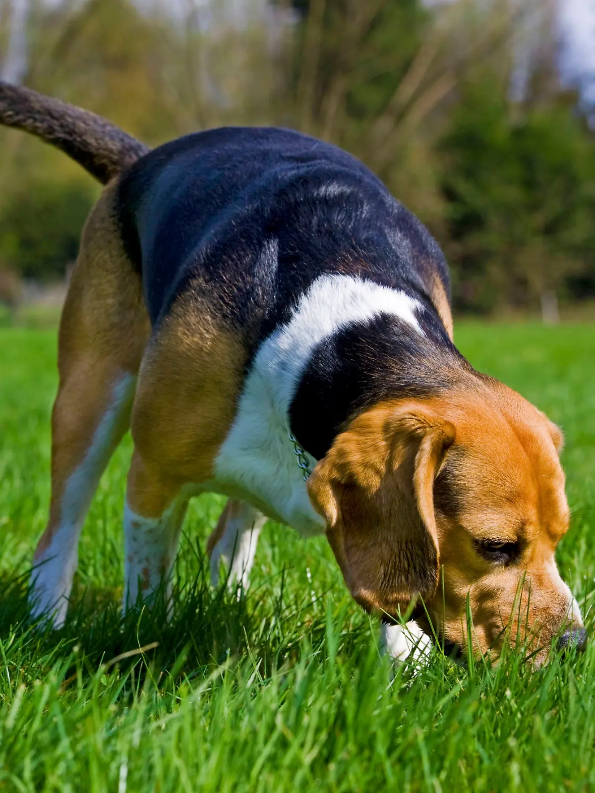 Hund schnüffelt im Gras.