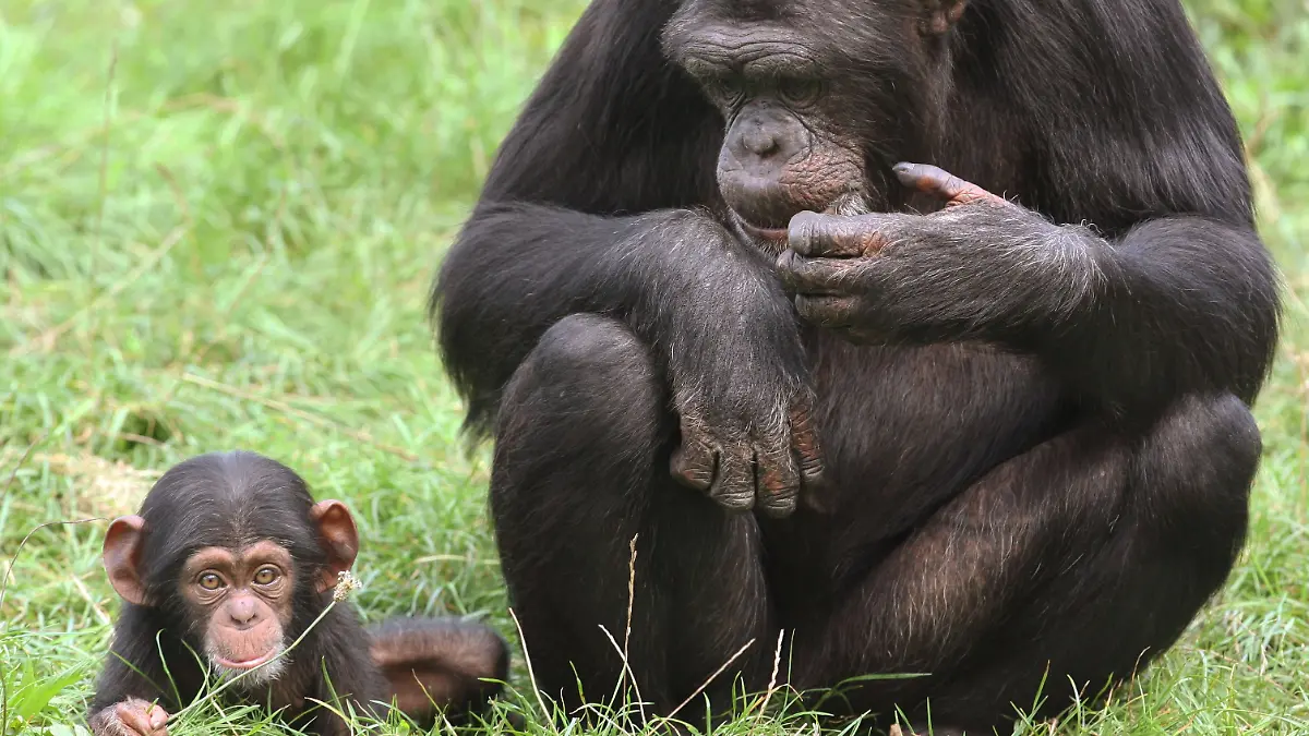 Niedersachsen, Hodenhagen: ARCHIV - Schimpansenbaby Amelie wird von Mutter Pia am 07.08.2008 während eines Ausflugs im Schimpansen-Freigehege des Serengeti-Parks bei Hodenhagen (Kreis Soltau-Fallingbostel) beobachtet.