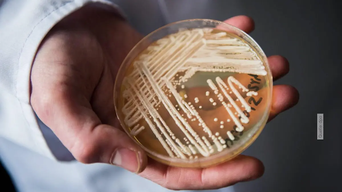 Ärzte schlagen Alarm! Hefepilz Candidozyma auris breitet sich aus Wer jetzt besonders vorsichtig sein sollte