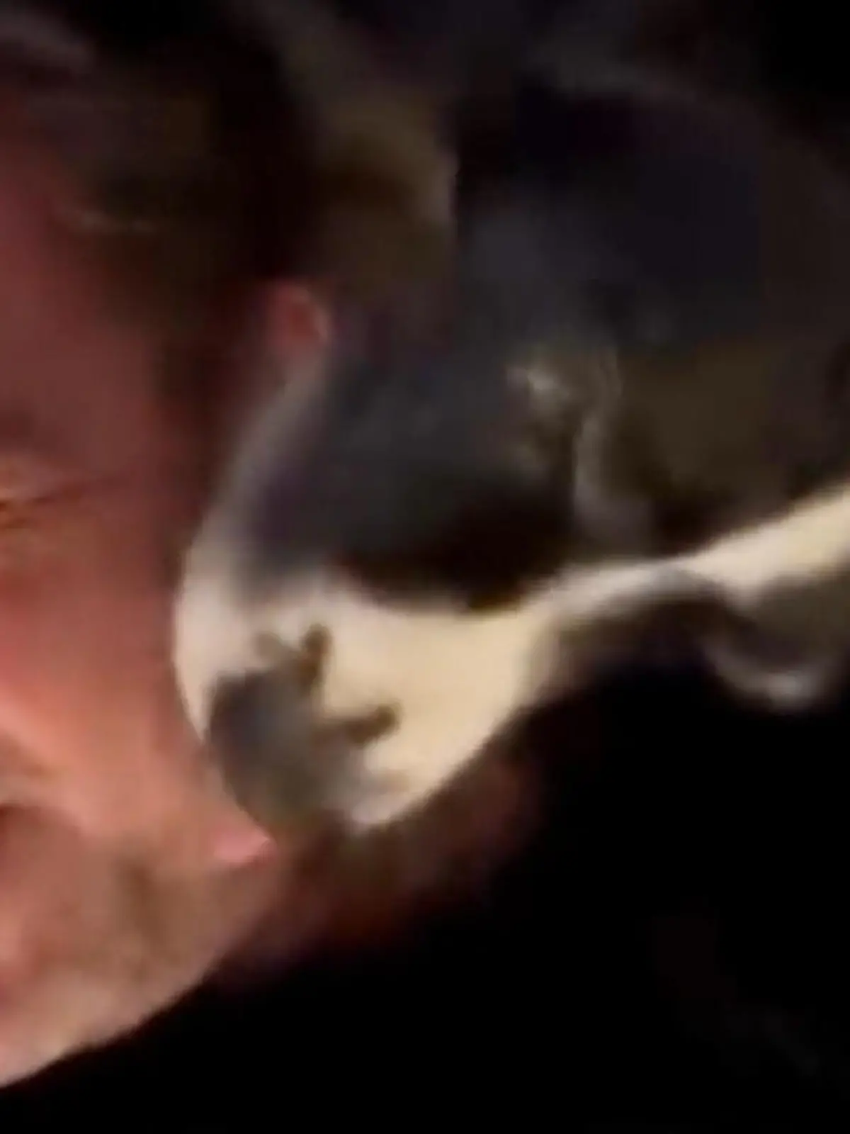 Bild zu: "Trauer um den Vierbeiner: Ist Martin Rütter schon bereit für einen neuen Hund?"