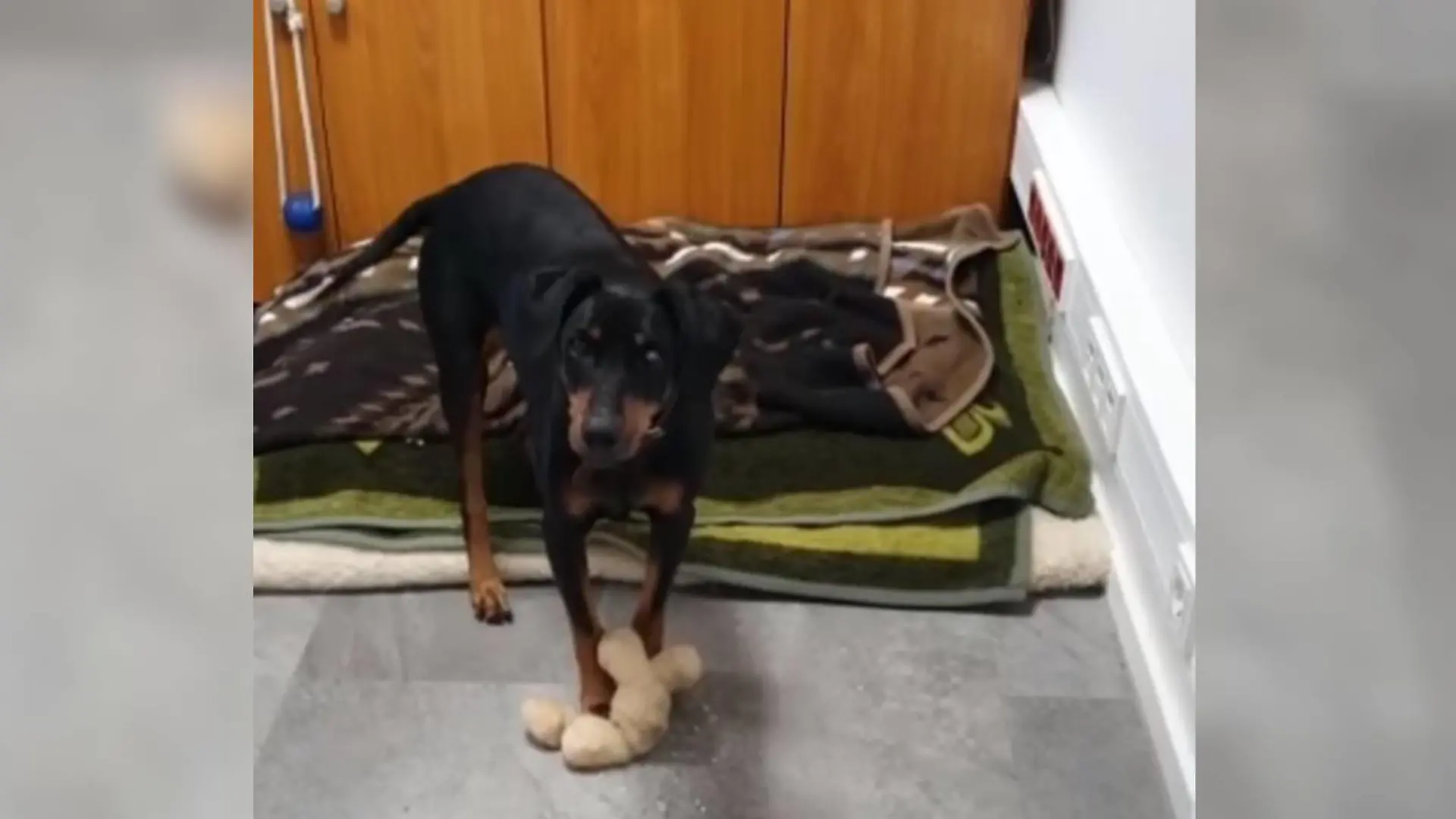 Benji aus dem Tierheim Bergheim.
