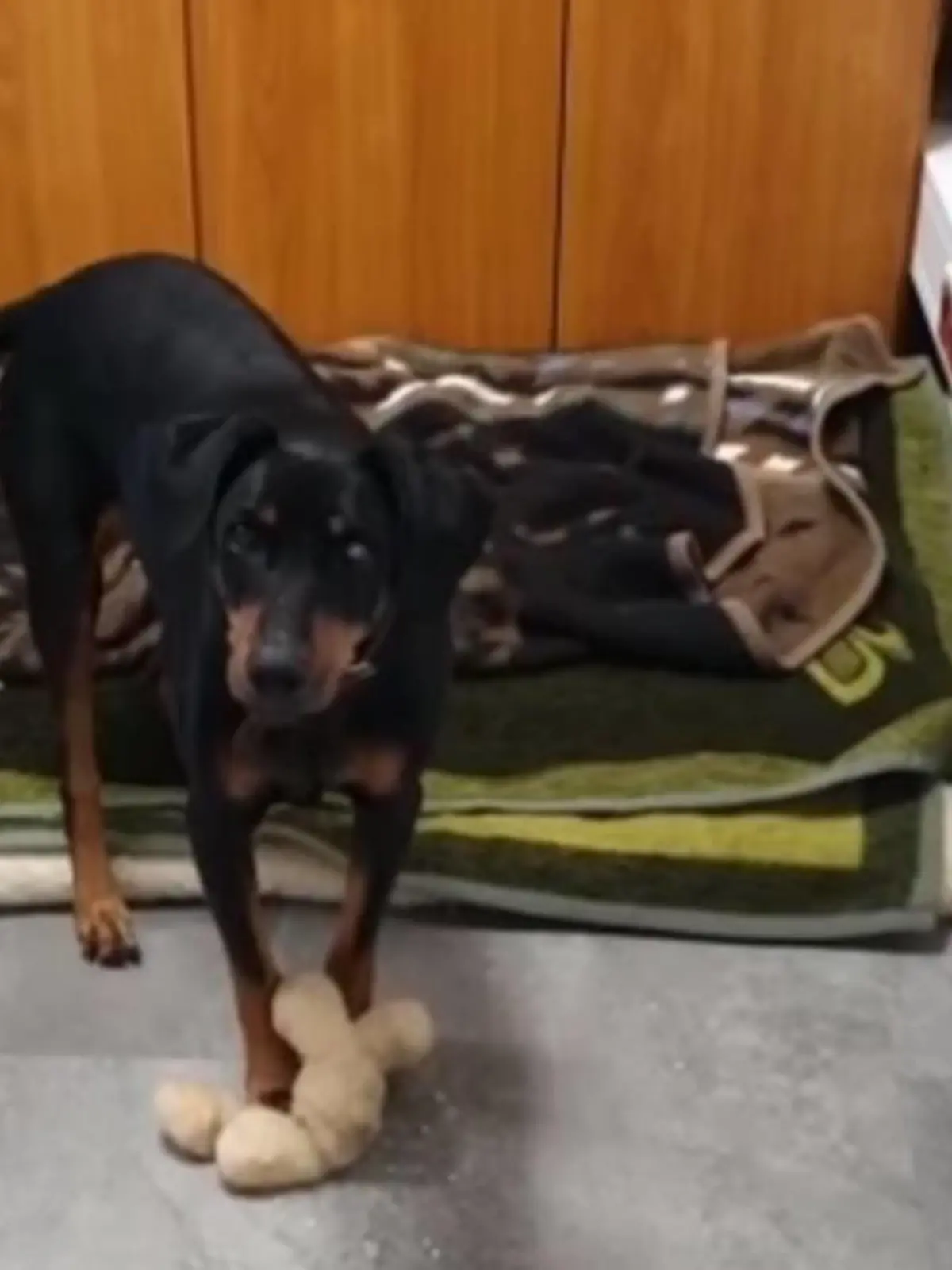 Benji aus dem Tierheim Bergheim.