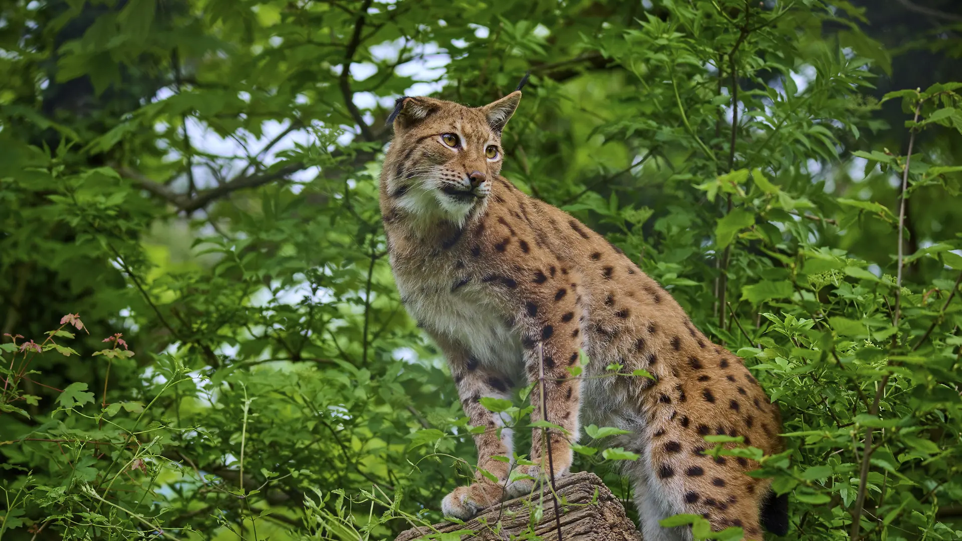 Europäischer Luchs (Lynx lynx), steht auf einem holzigen Untergrund und beobachtet seine Umgebung, Frühling, Schweiz, Europa
