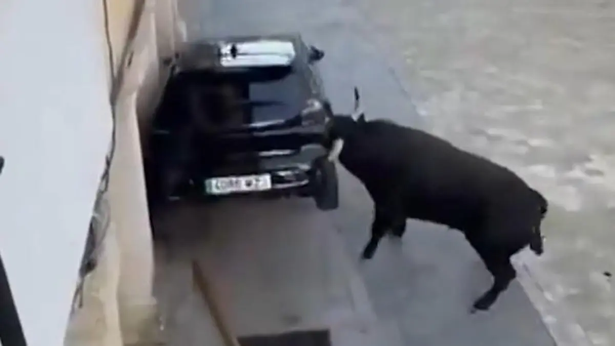Aggro-Stier demoliert Auto! Versicherung zahlt aber nicht – deswegen! PKW auf die Hörner genommen