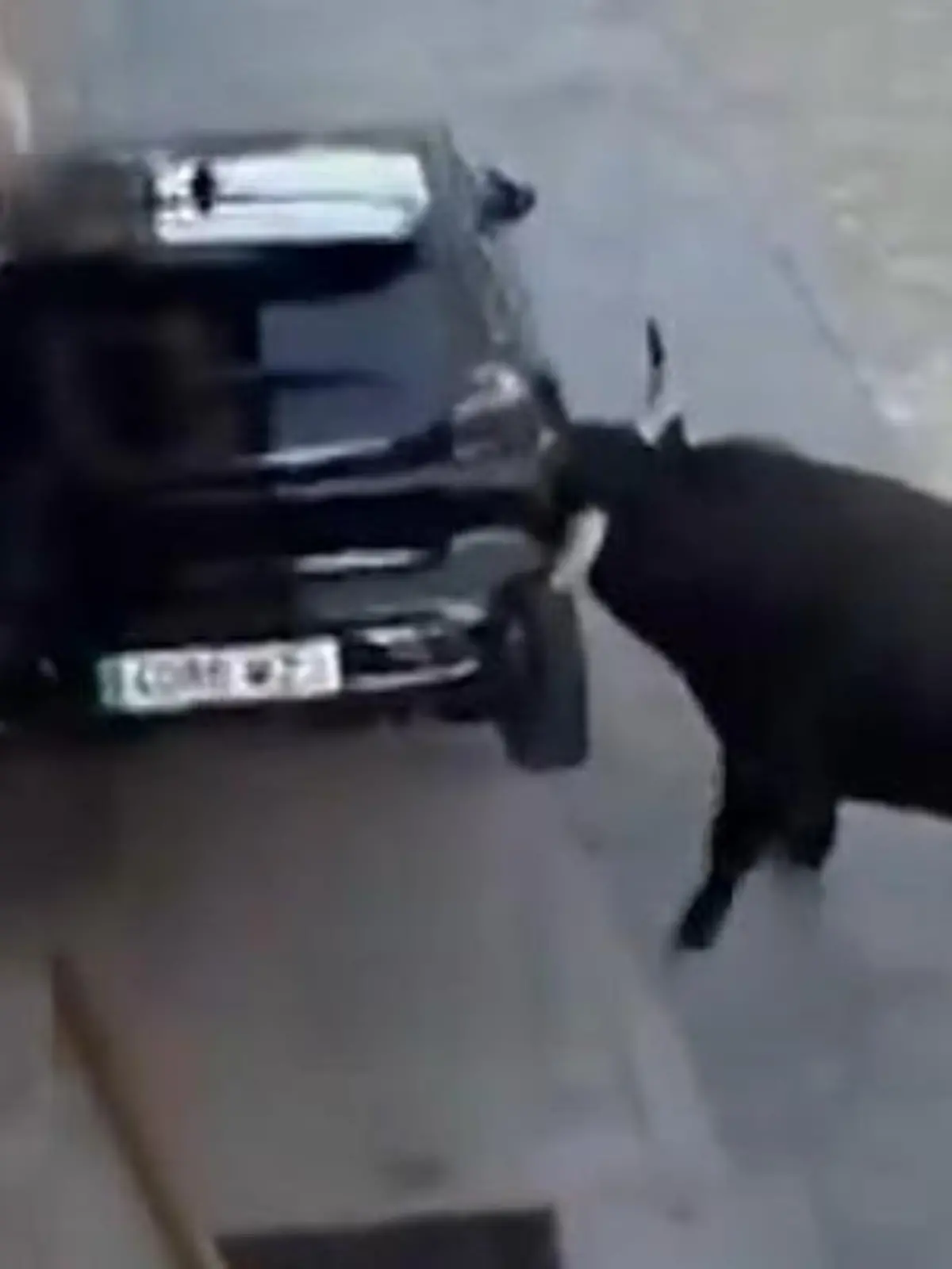 Bild zu: "Aggro-Stier demoliert Auto! Versicherung zahlt aber nicht – deswegen!"