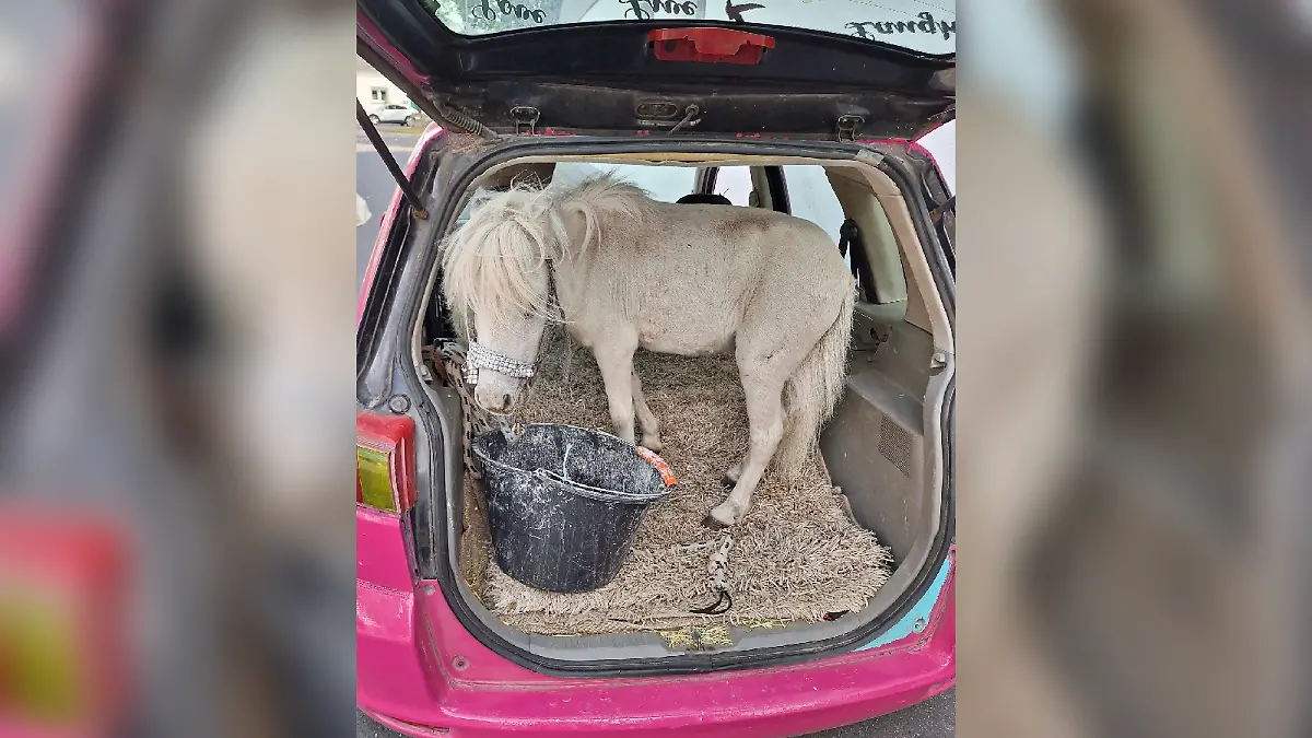 Während die Fahrerin mit der Polizei diskutiert, verfolgt das Pony die Kontrolle recht entspannt.
