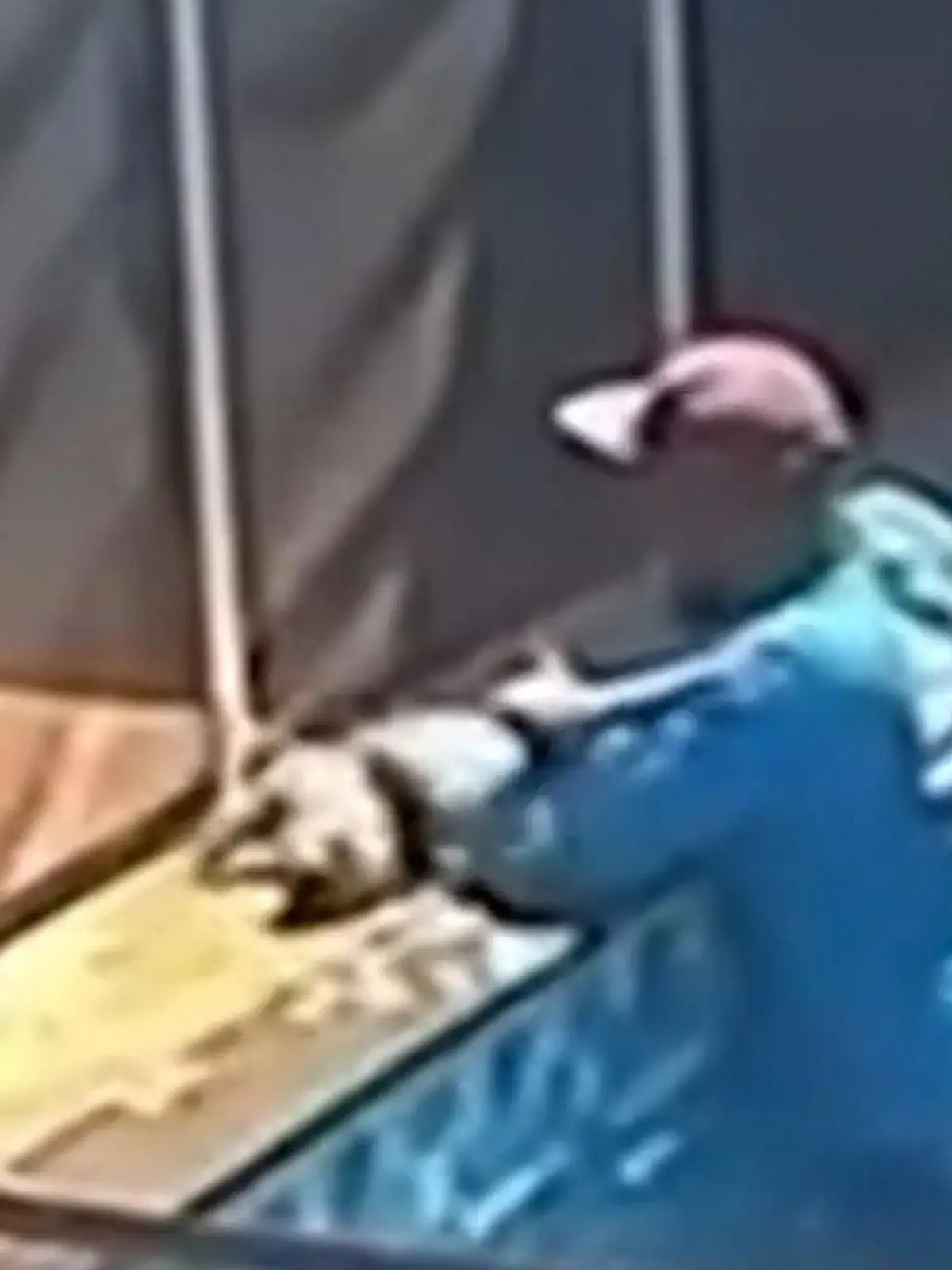 Bild zu: "Blinder Hund liegt bewusstlos im Becken! Poolboy wird zum Lebensretter"