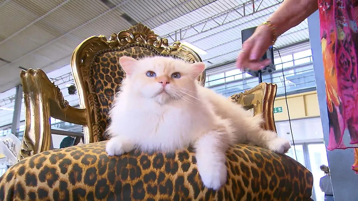 Katzenshow in Recklinghausen Sie ist die Königin des Katzen-Kosmos