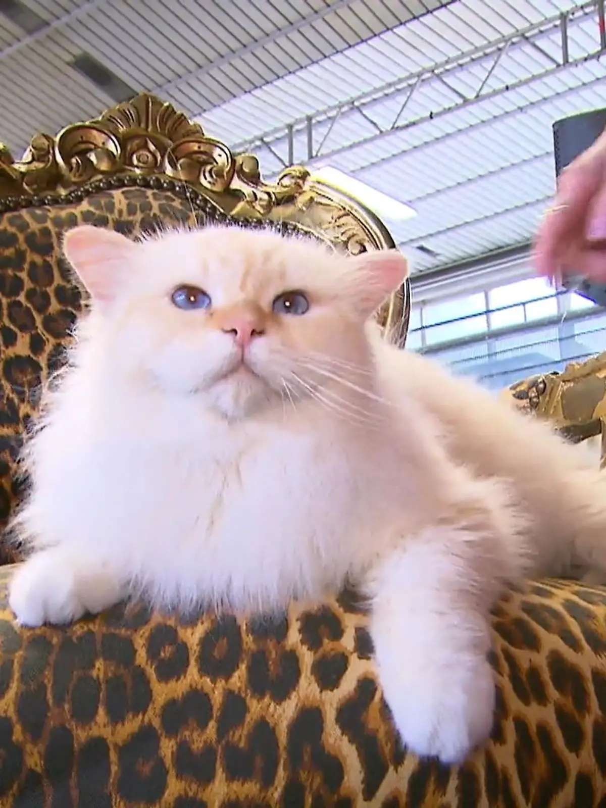 Bild zu: "Katzenshow in Recklinghausen"