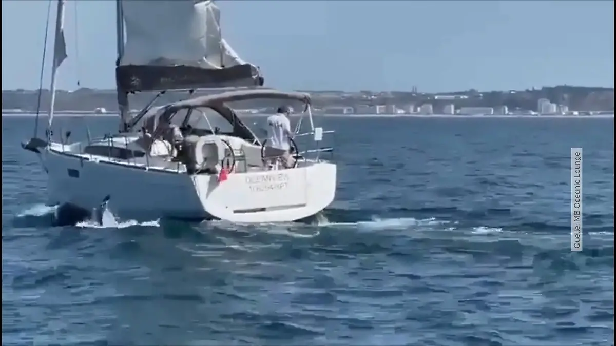 Orcas bringen Segelboot zum Kentern Die spielen doch nur!