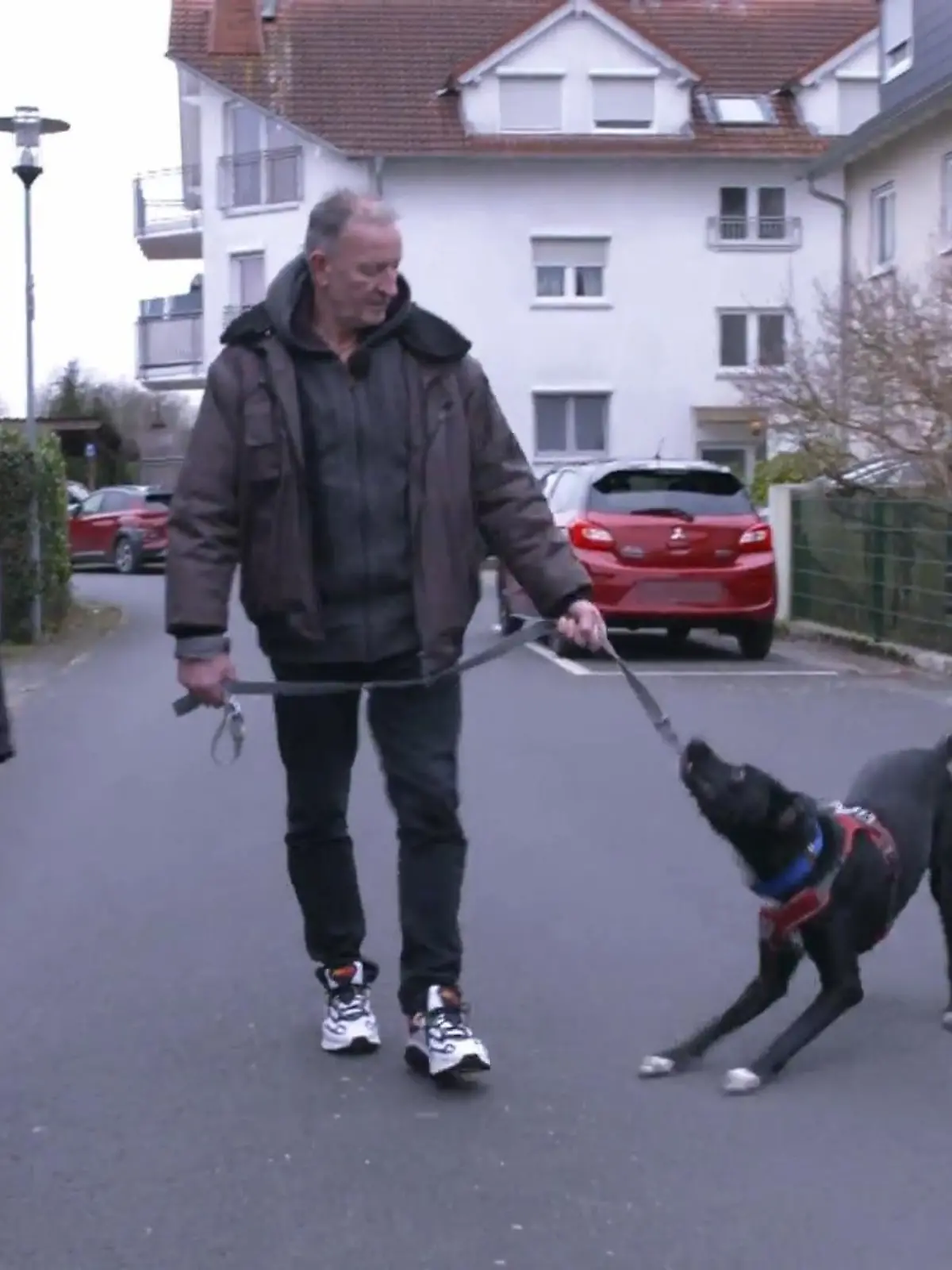 Bild zu: "Gassi gehen wird zum Albtraum"