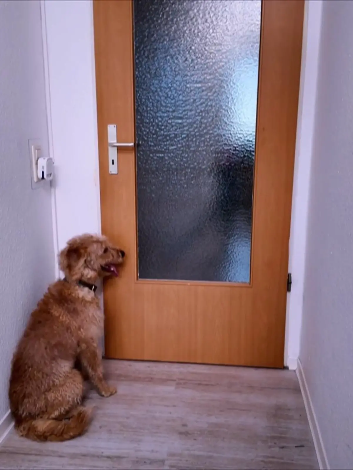Bild zu: "Labradoodle Alf kann nicht allein bleiben"
