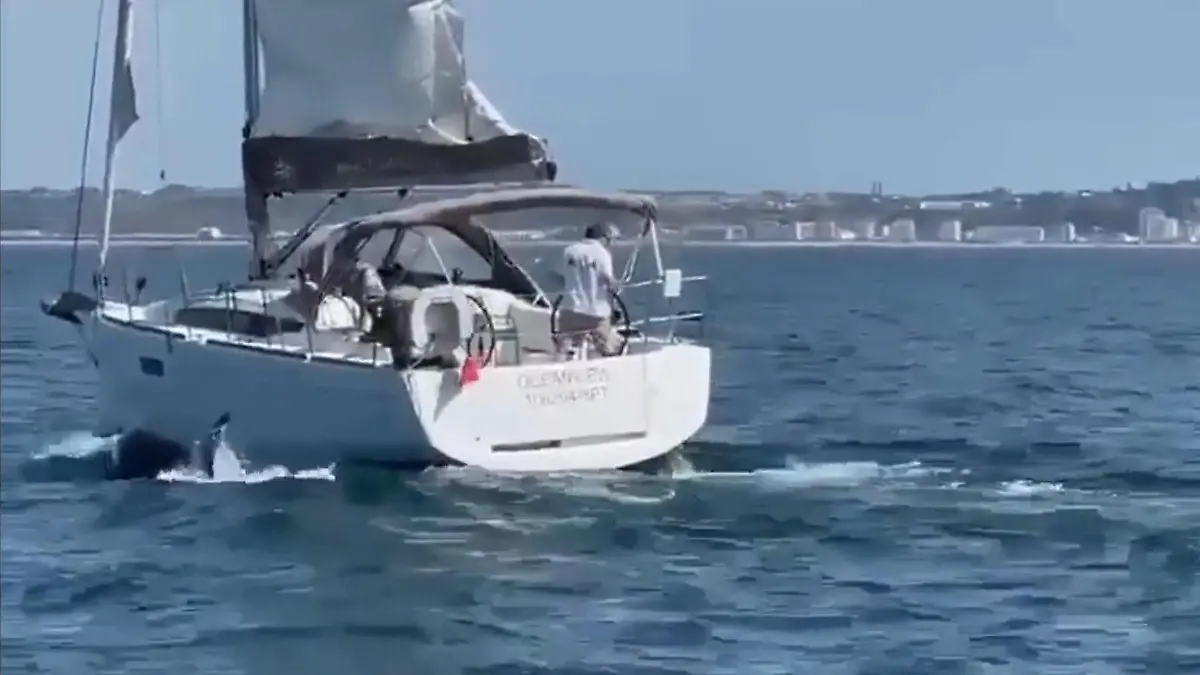 Orcas bringen Segelboot zum Kentern Die spielen doch nur!