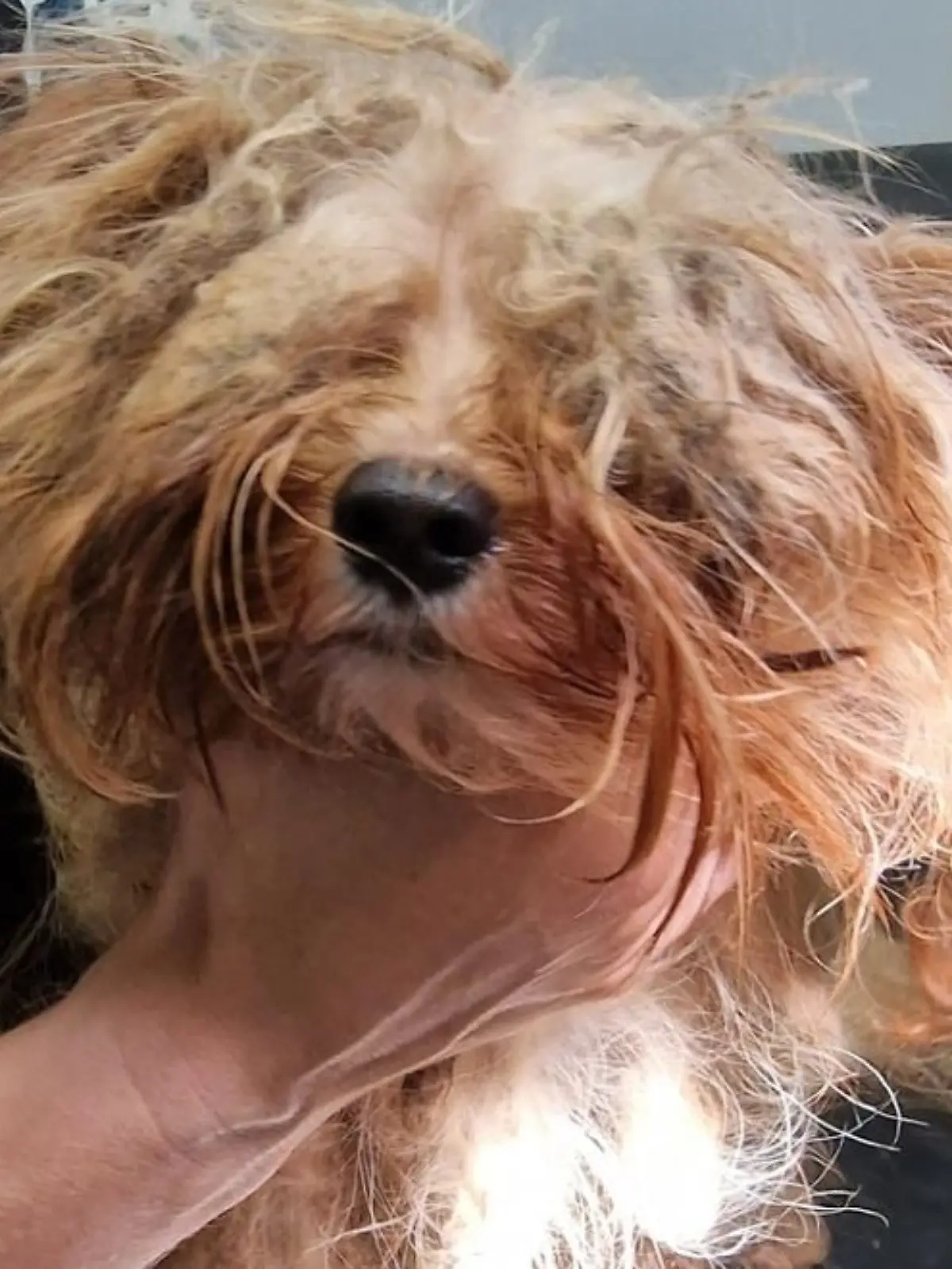 Instagram / tierheim_bergheim