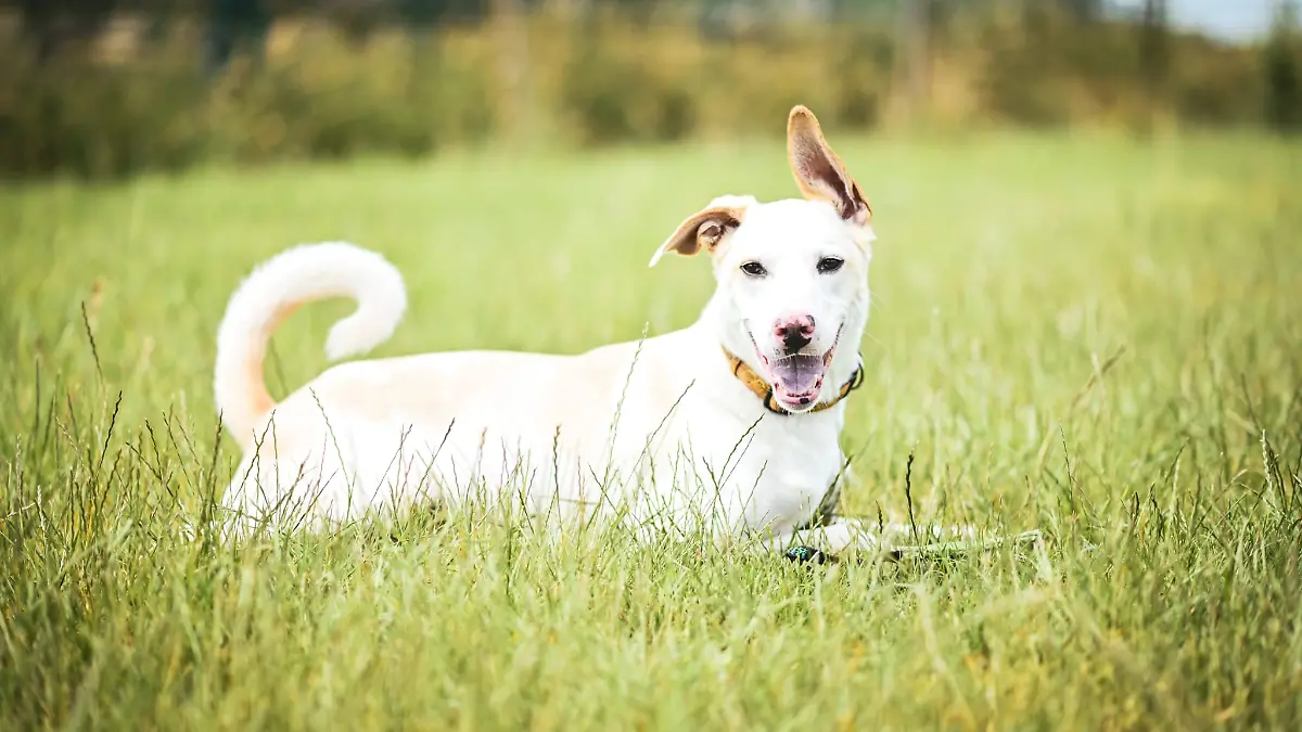 Baloo sucht ein neues Zuhause bei Menschen die gerne mit Hunden trainieren