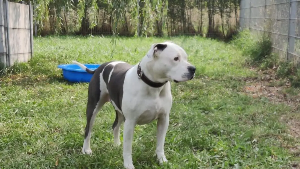 Billy ist ein American Staffordshire-Mischling