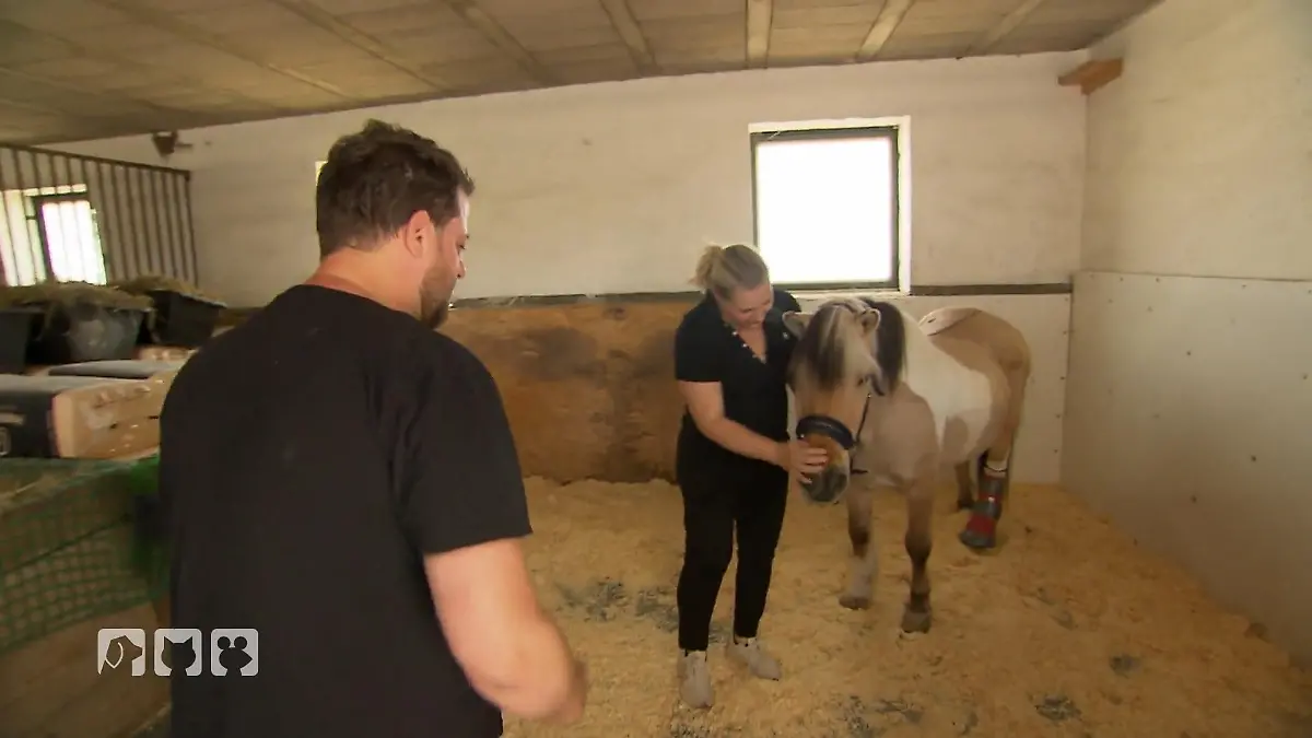 Sorgen um Pferd Burli Kann er gerettet werden?