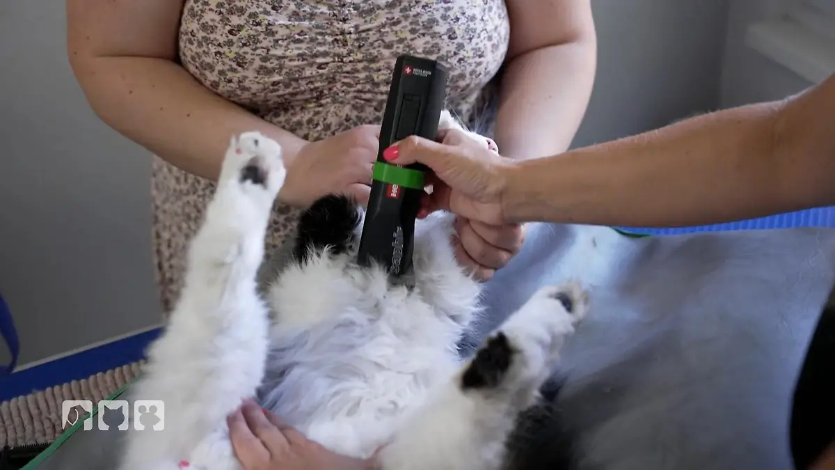 Kratzige Kundschaft im "Pet Stop“ Fellpflege bei Katzen