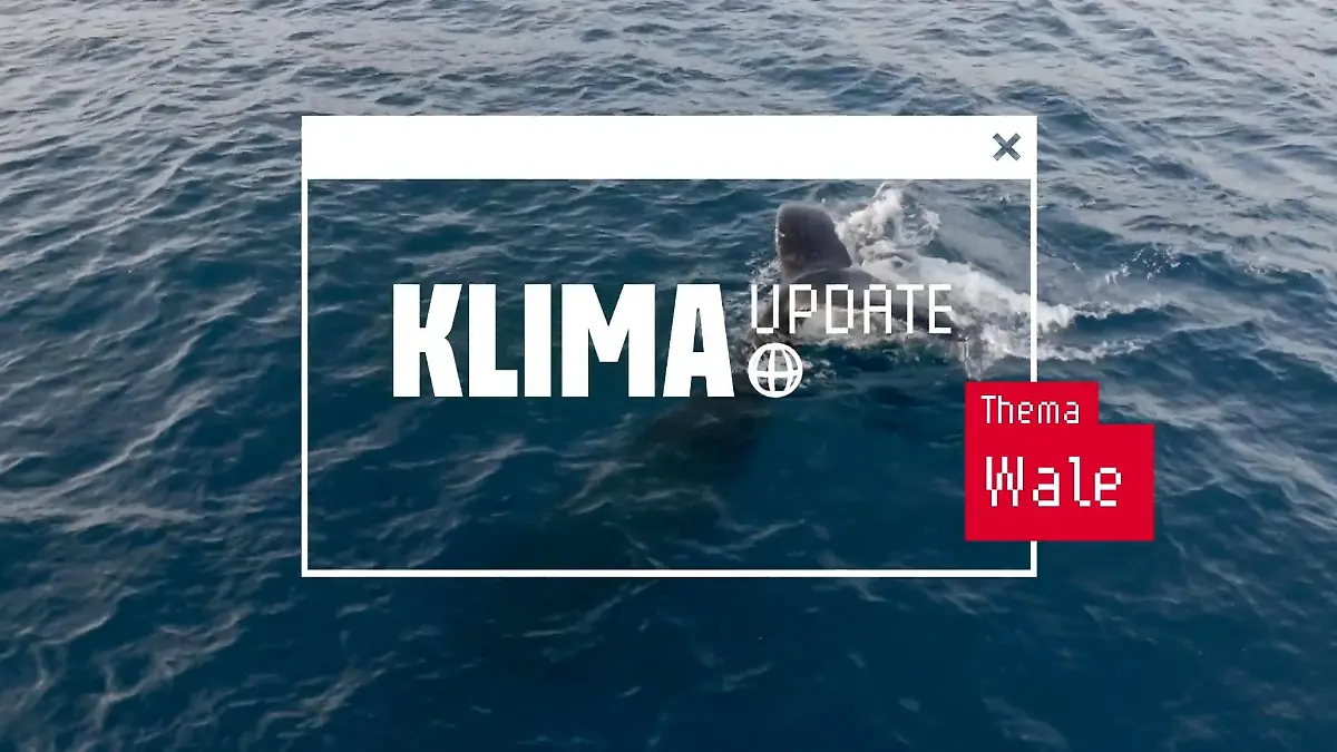 Warum Wale so gut für das Klima sind Das aktuelle ntv Klima Update