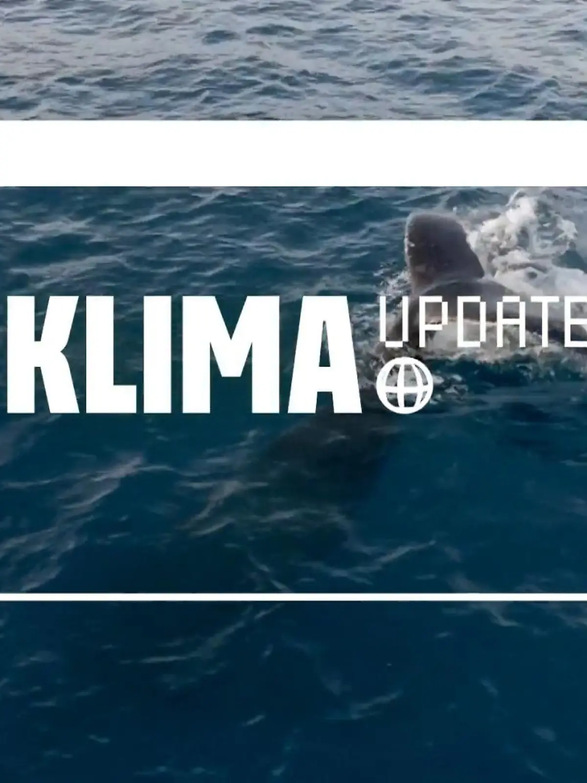 Bild zu: "Warum Wale so gut für das Klima sind"