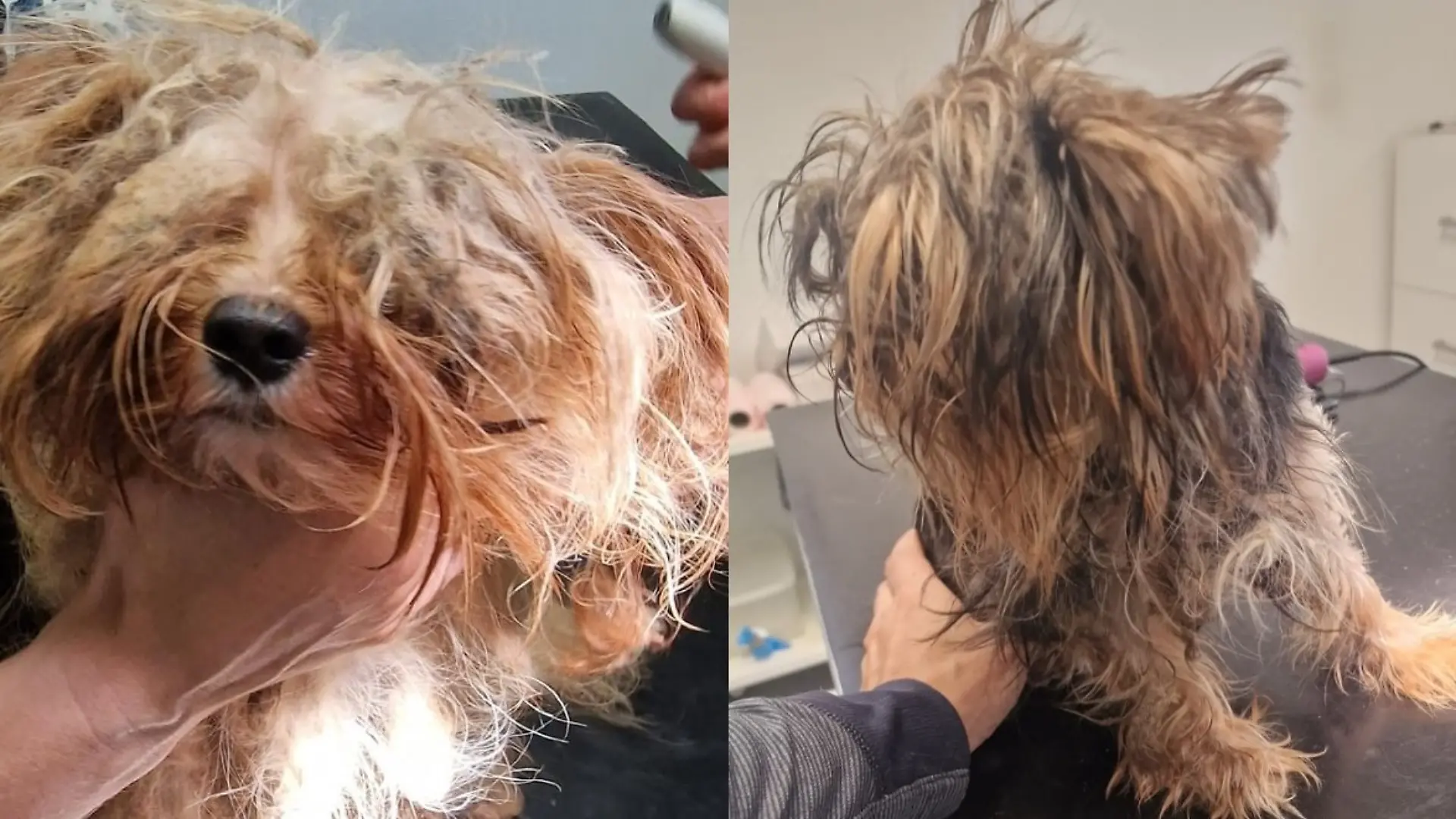 Yorkshire-Terrier