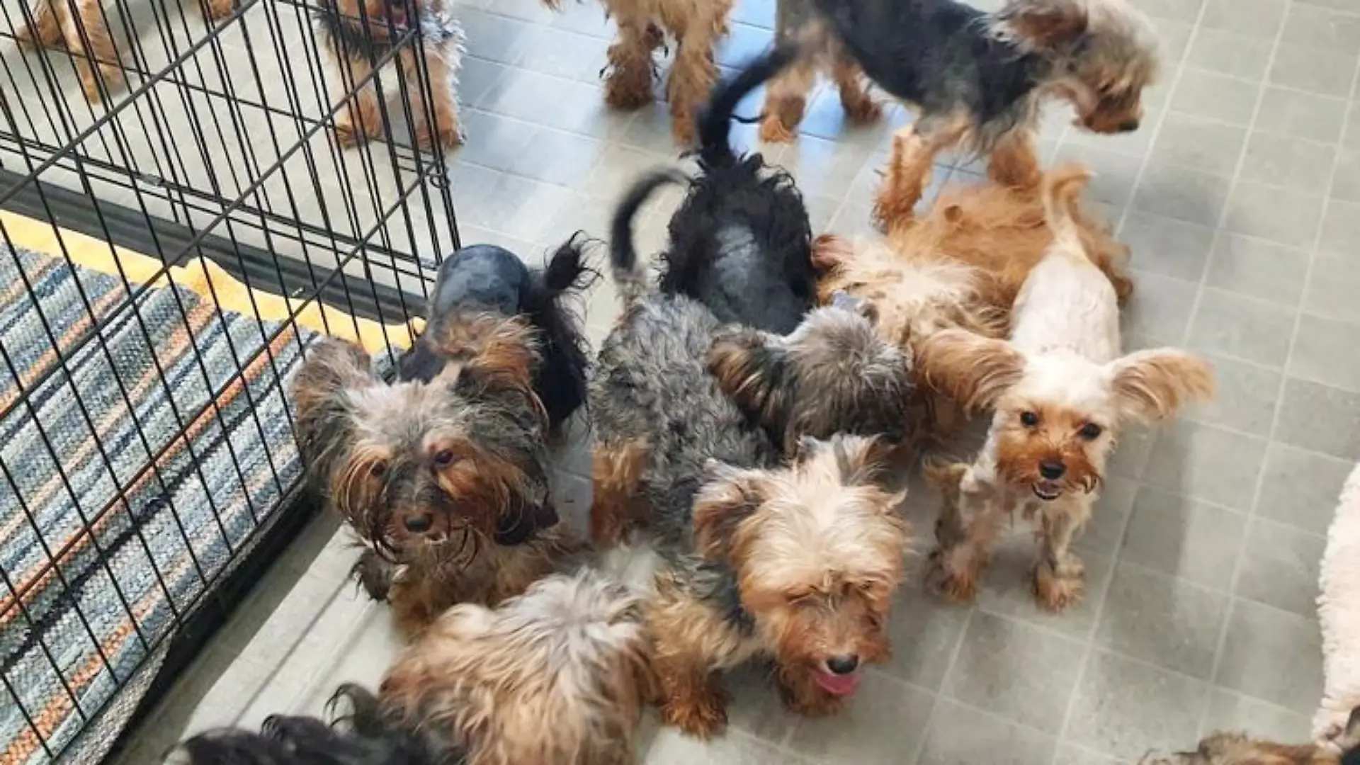 Yorkshire-Terrier