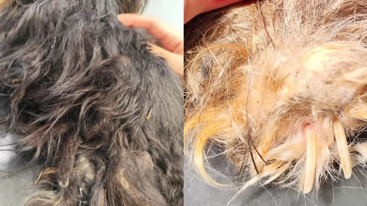 Hunde aus Horrorhaus