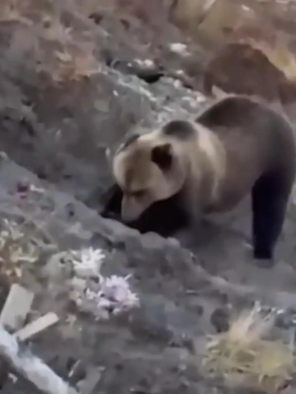 Horror auf dem Friedhof! Bär gräbt Leichen aus und frisst sie