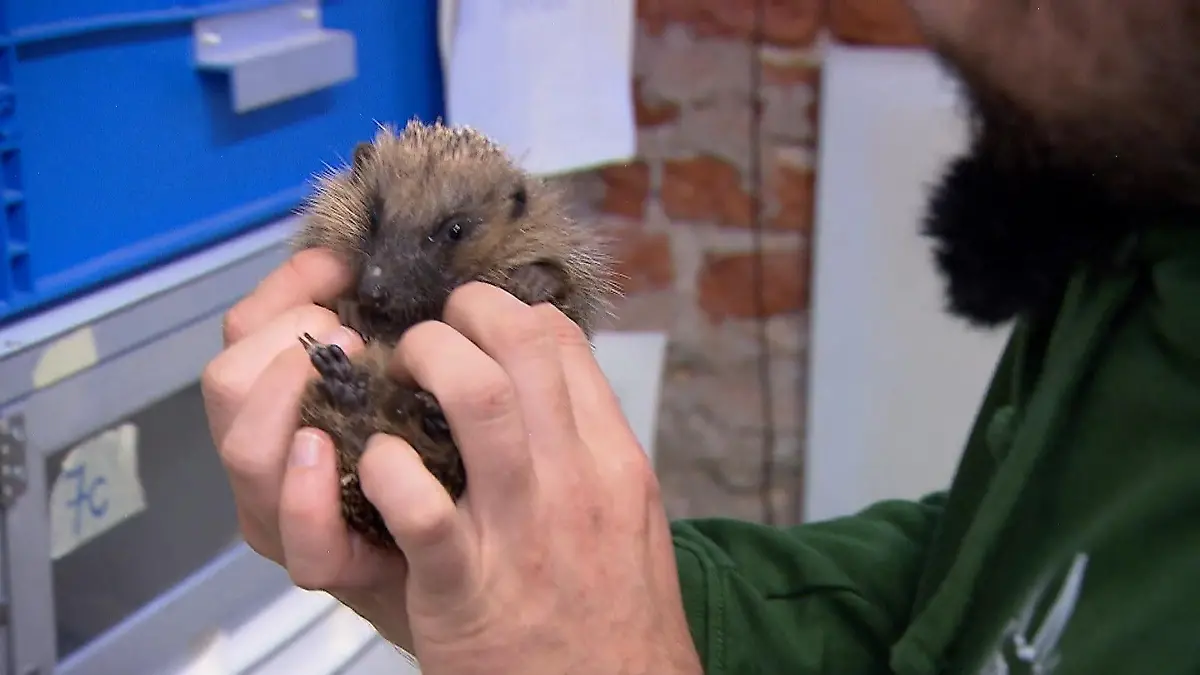 Wegen Überfüllung: Wildtierstationen schlagen Alarm Saison für Igel und Singvögel – Viele Wildtiere br