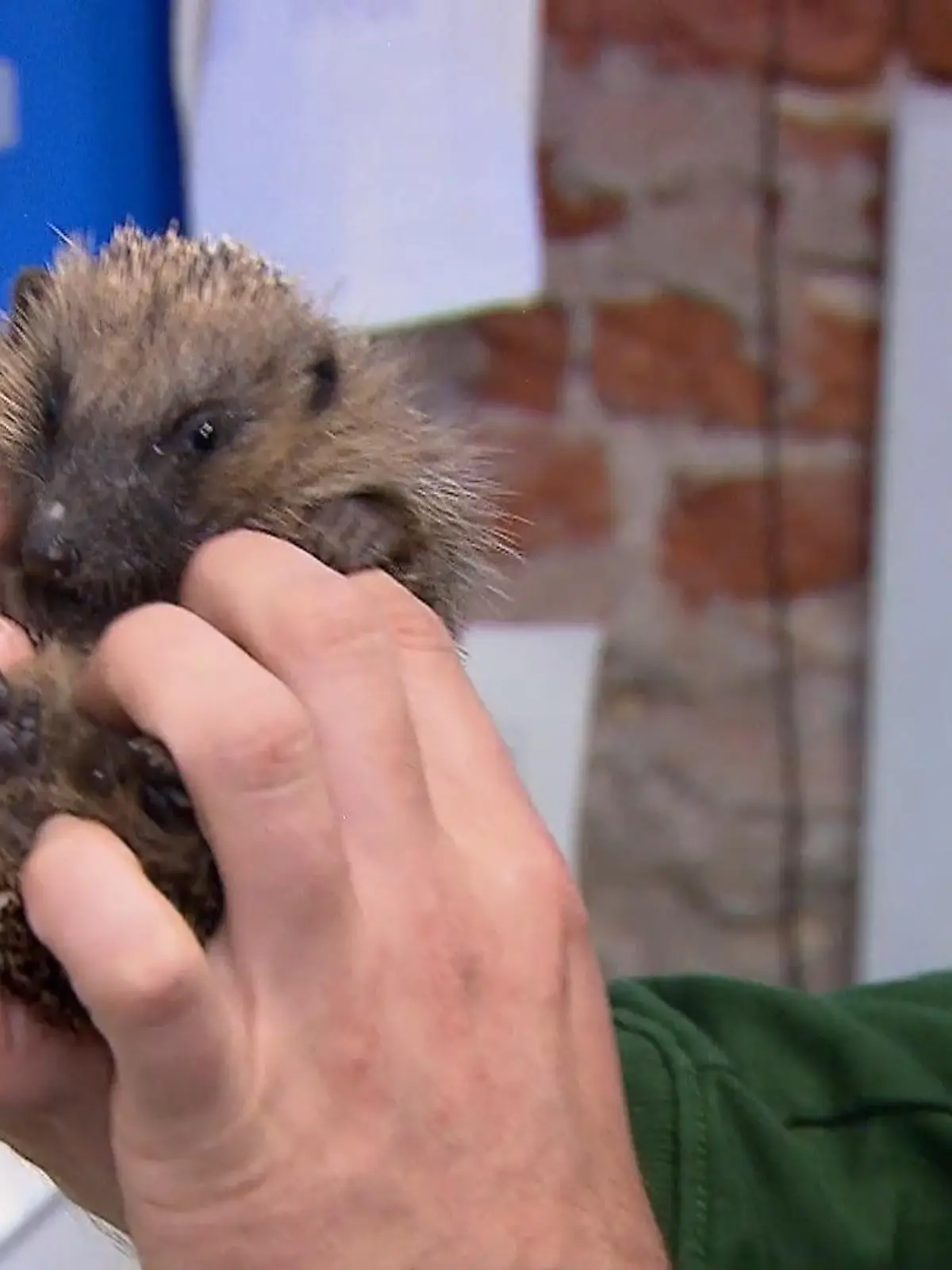 Bild zu: "Saison für Igel und Singvögel – Viele Wildtiere brauchen Hilfe "