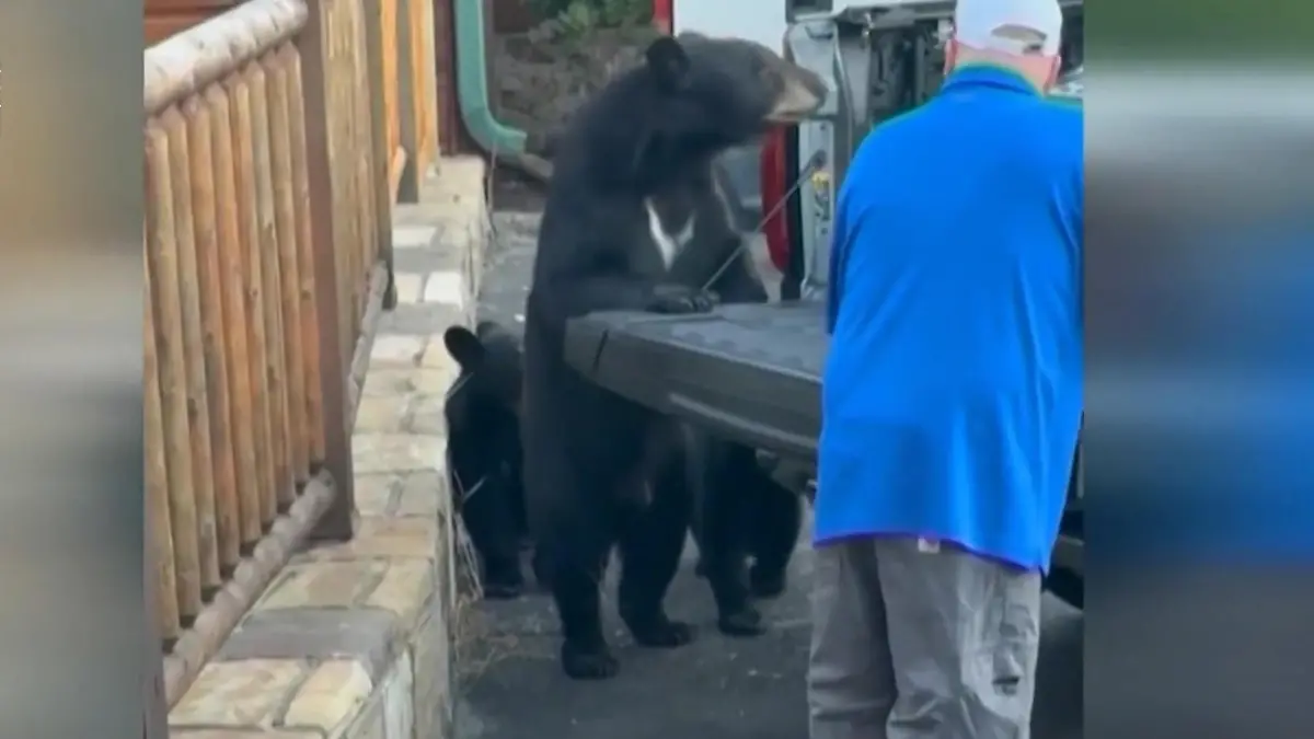 Bärenmama schnappt sich fette Beute – Familienvater steht direkt vor dem Raubtier! Hey Mensch, gib das Futter her!
