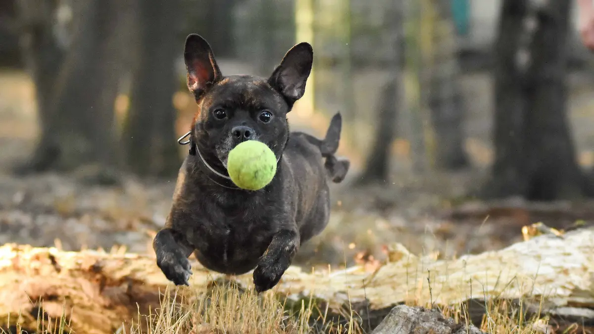 Mojo (1).jpg