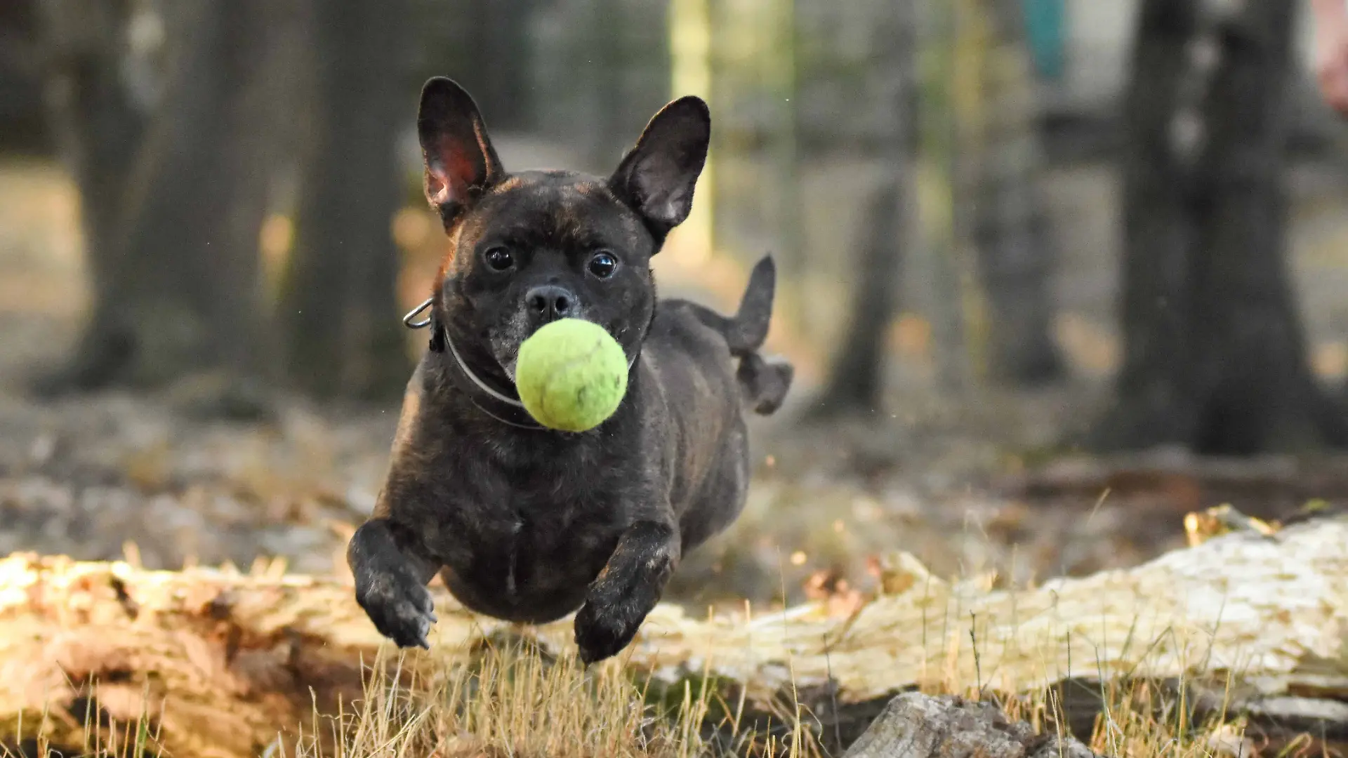 Mojo (1).jpg