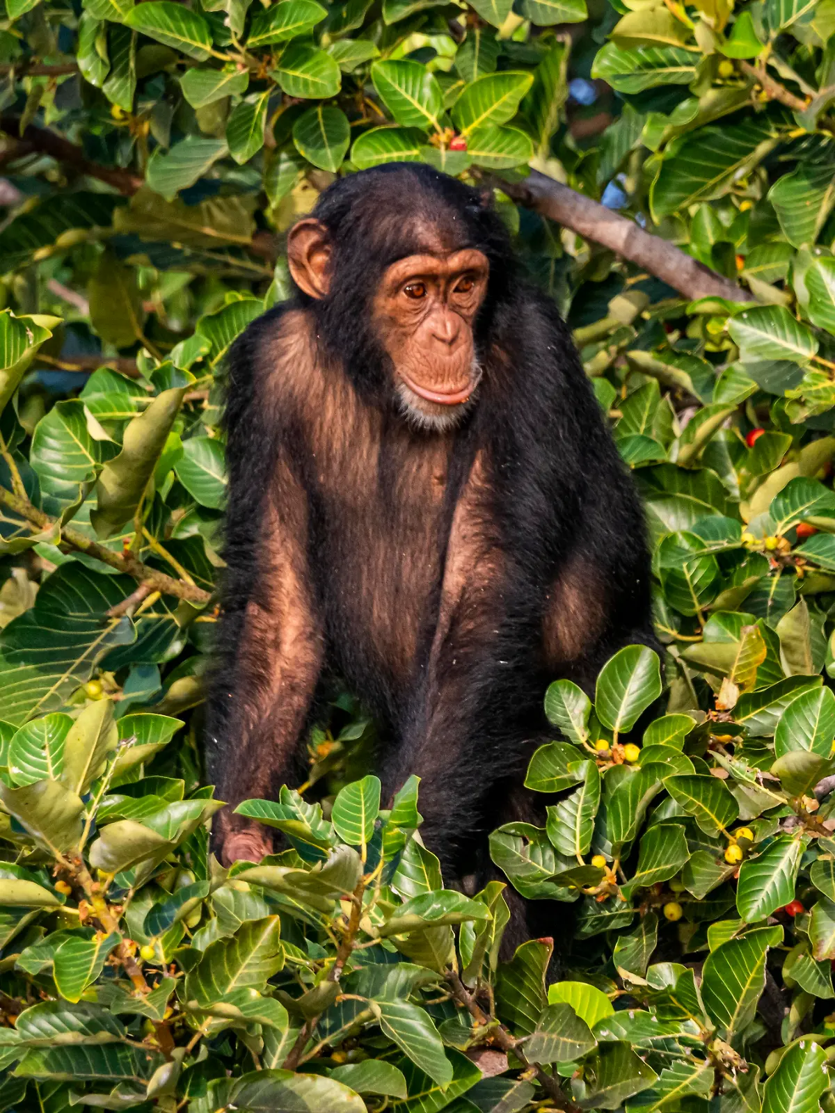 Schimpansen gönnen sich umgerechnet täglich ein bis zwei Drinks.