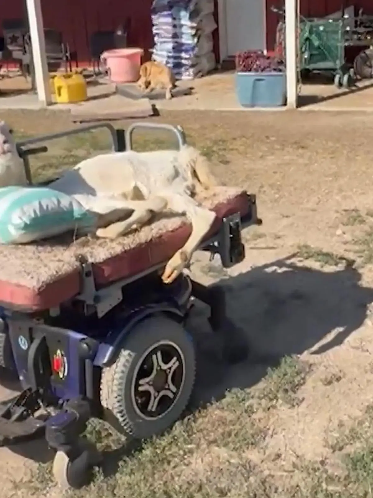 Schaf Kiki hat einen elektrischen Rollstuhl.